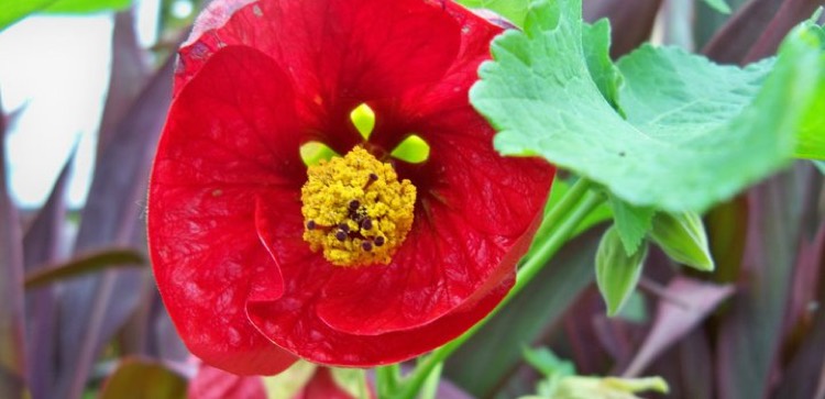 Abutilon 'Red Princess'