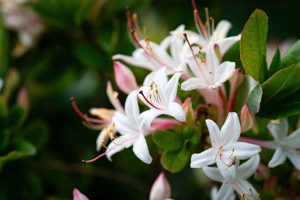 Closeup of fragrant star Azalea blooms