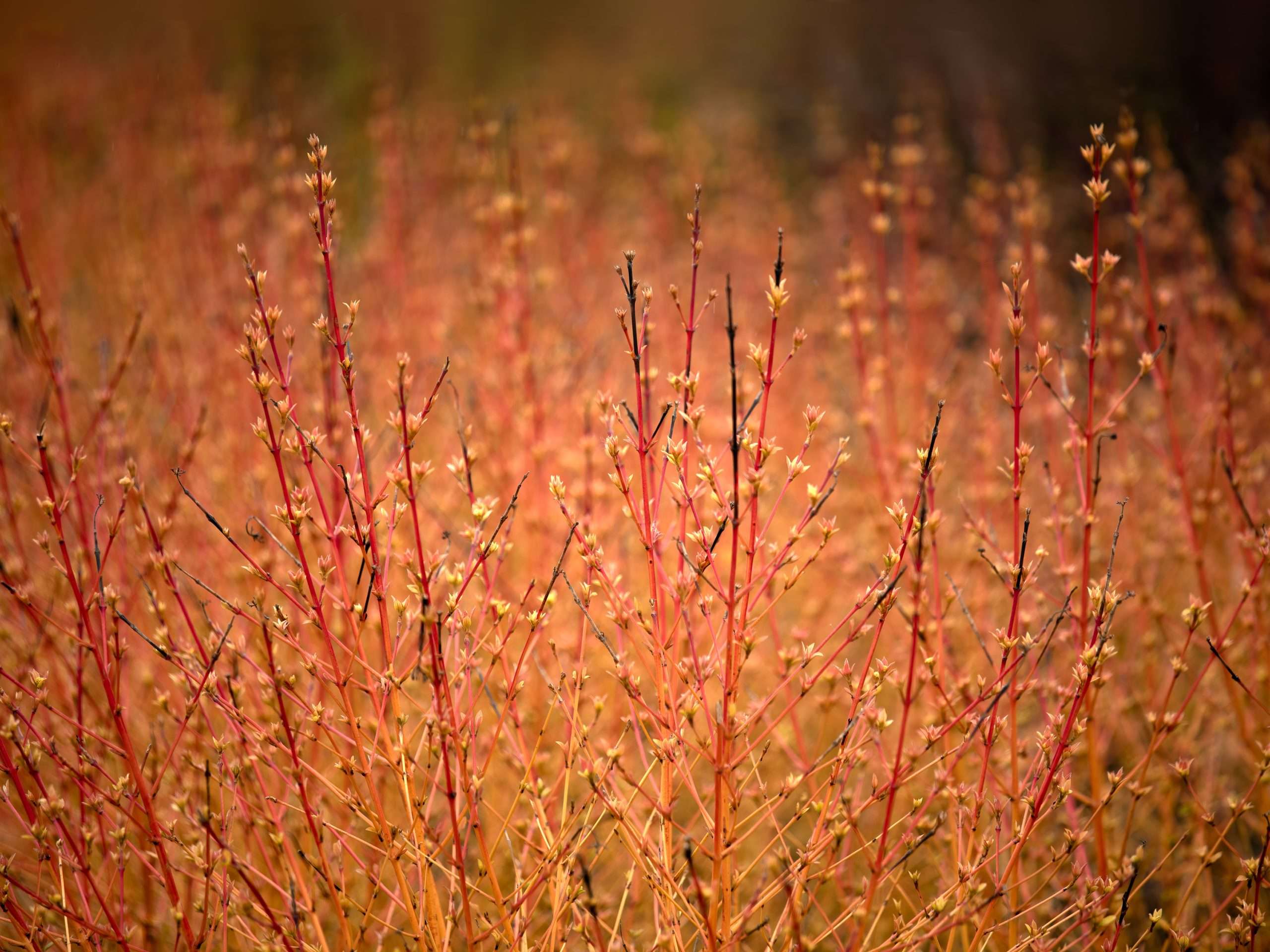 Orange stems of Cornus sanguinea 'Midwinter Fire' in spring sunshine