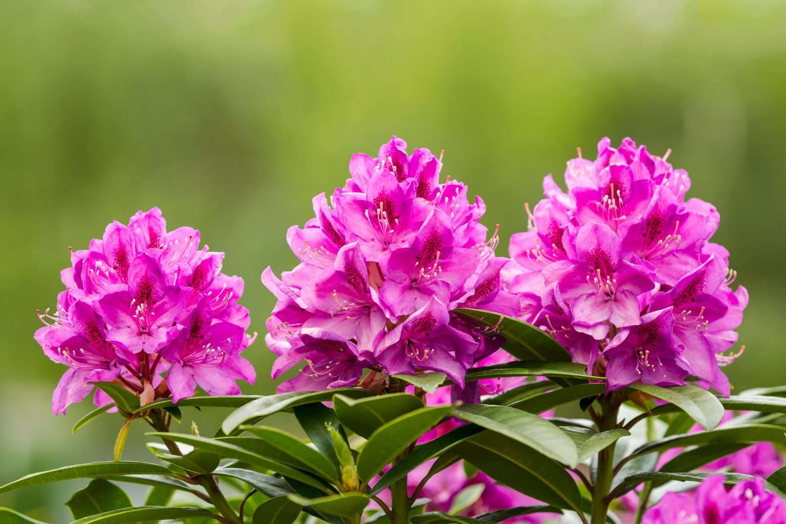 Washington State Coast Rhododendron Flower