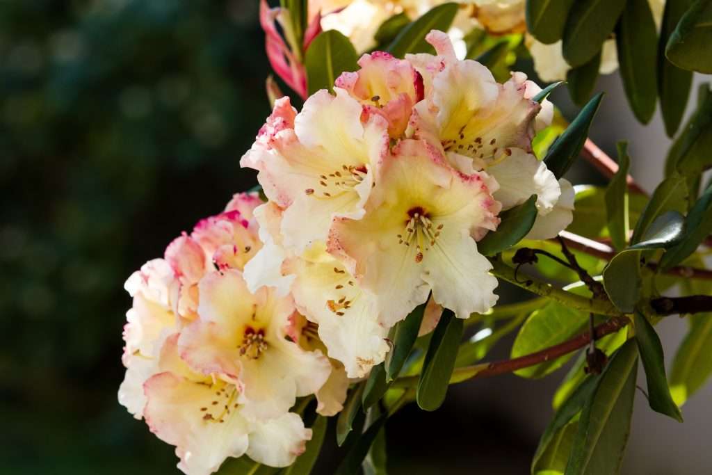 Rhododendron Horizon Monarch