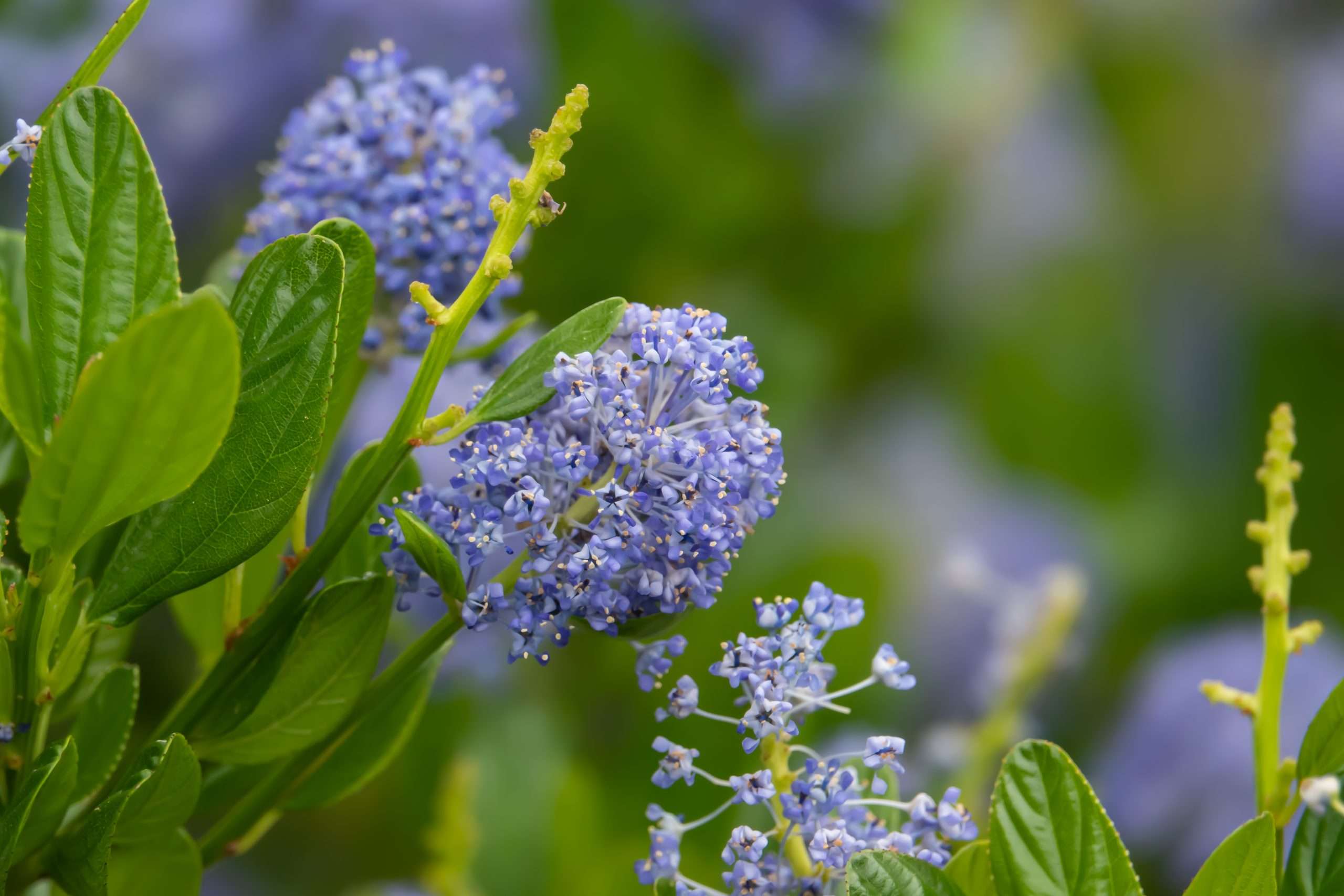 Ceanothus Thyrsiflorus Blueblossom
