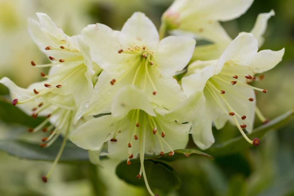 DWARF Rhododendron Shamrock