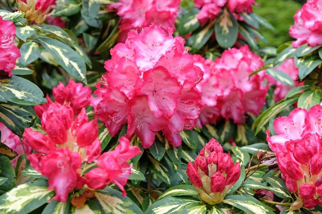 Rhododendron President Roosevelt
