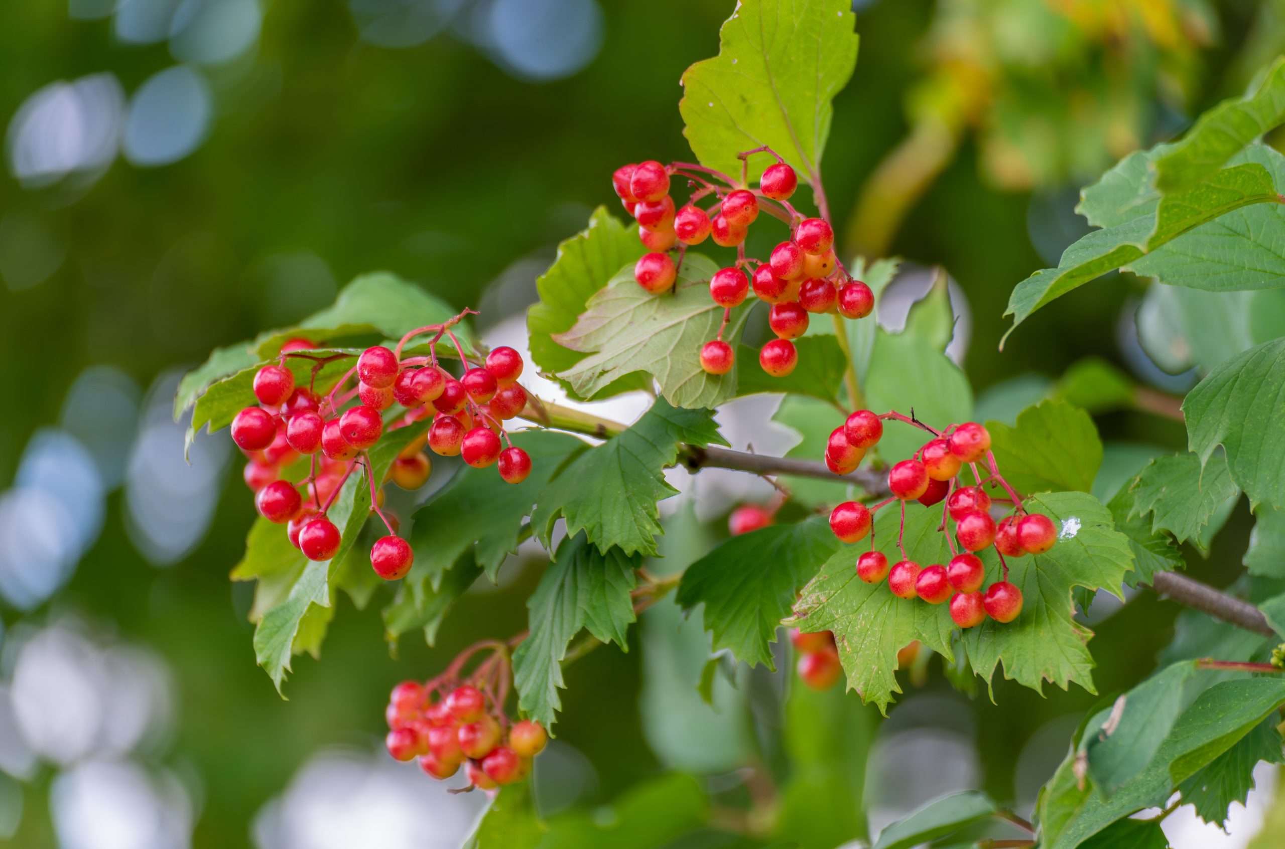 American Cranberry Bush Viburnum Trilobum