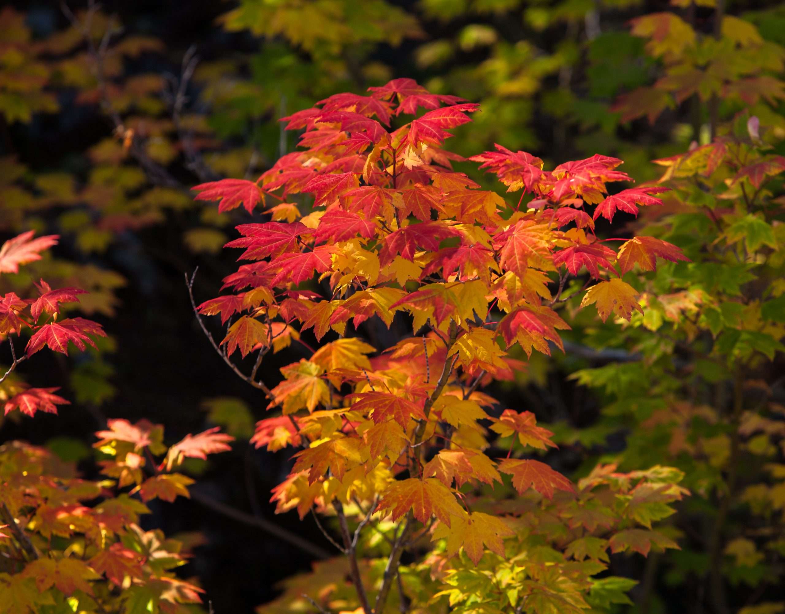 Acer Circinatum Vine Maple
