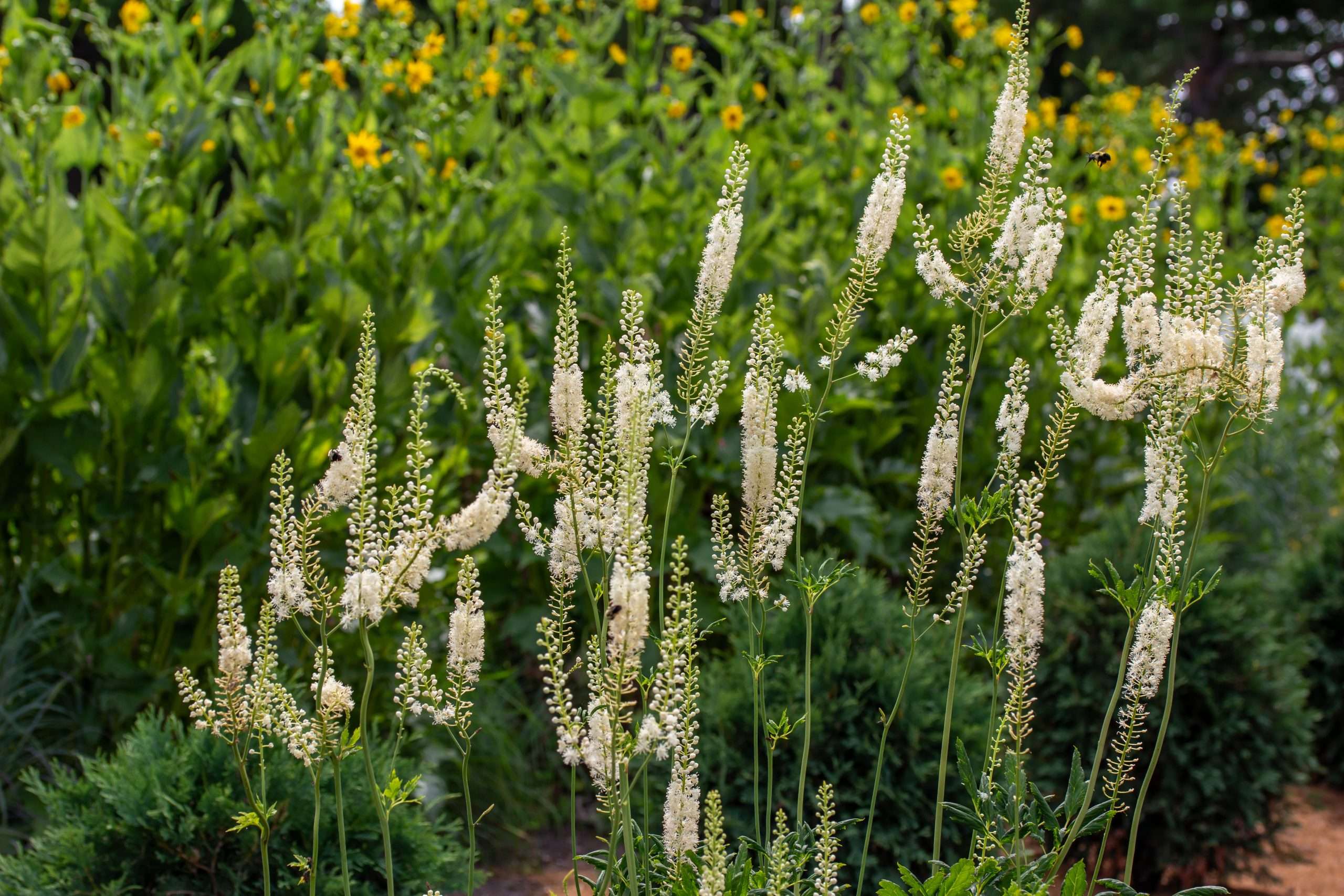 Actaea Racemosa