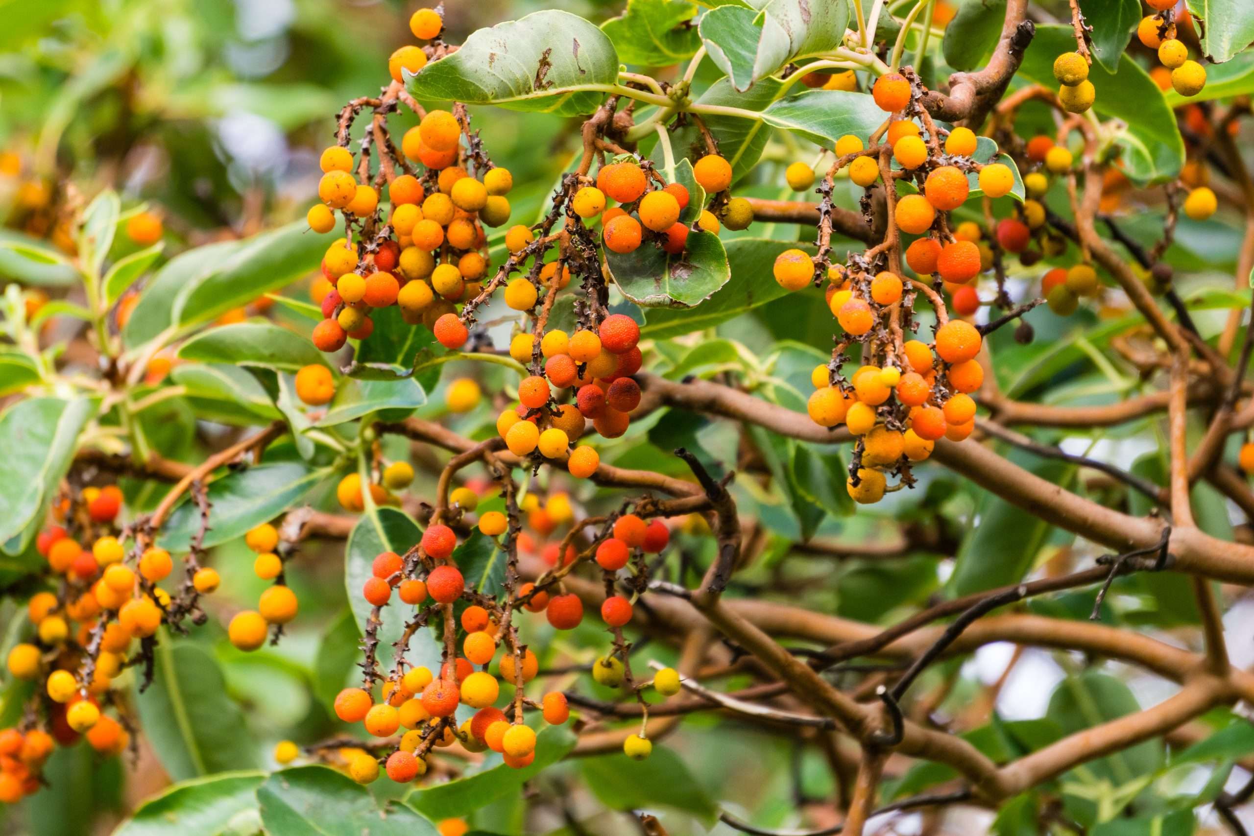 Arbutus Menziesii Pacific Madrone