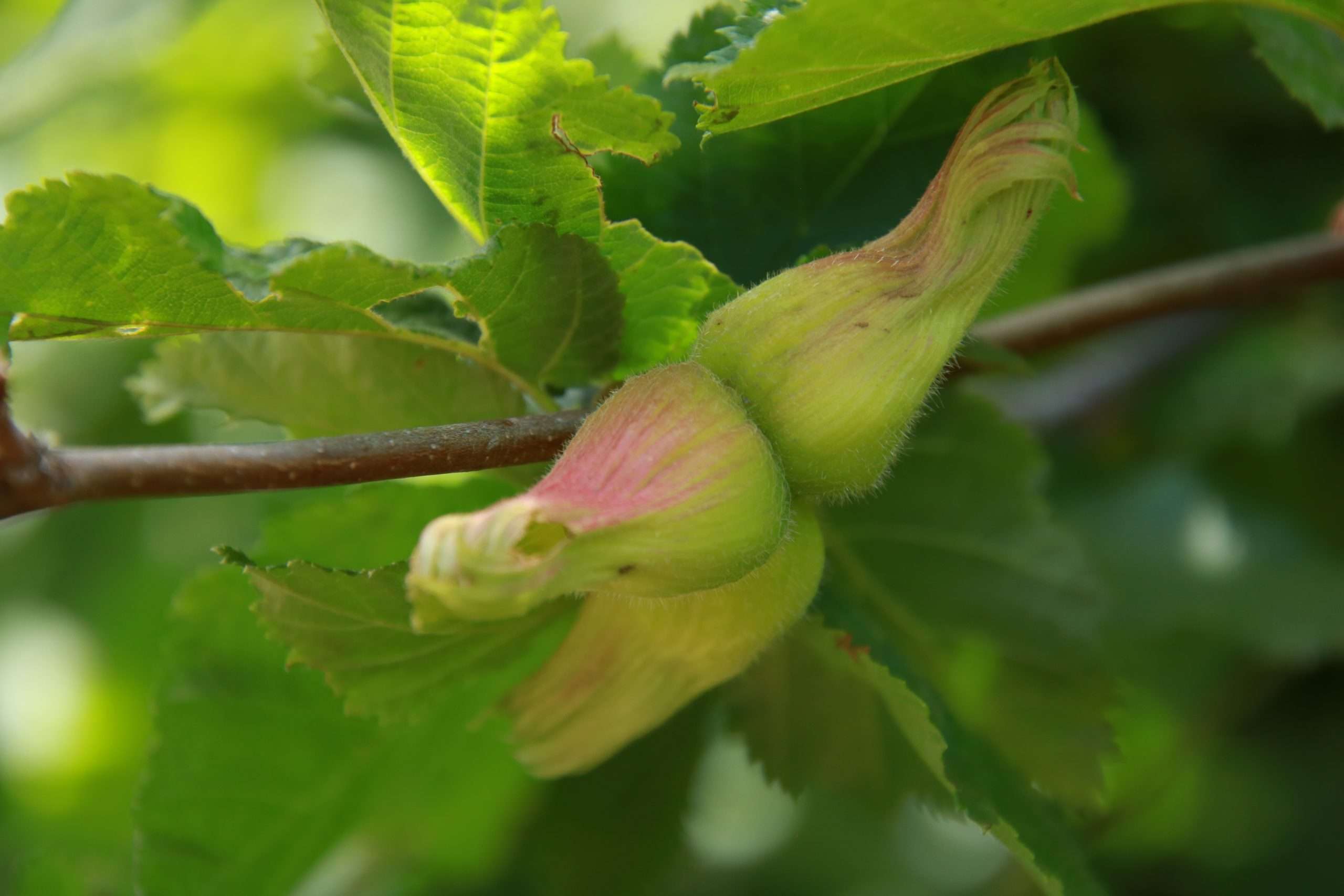 beaked hazelnut (Corylus cornuta)