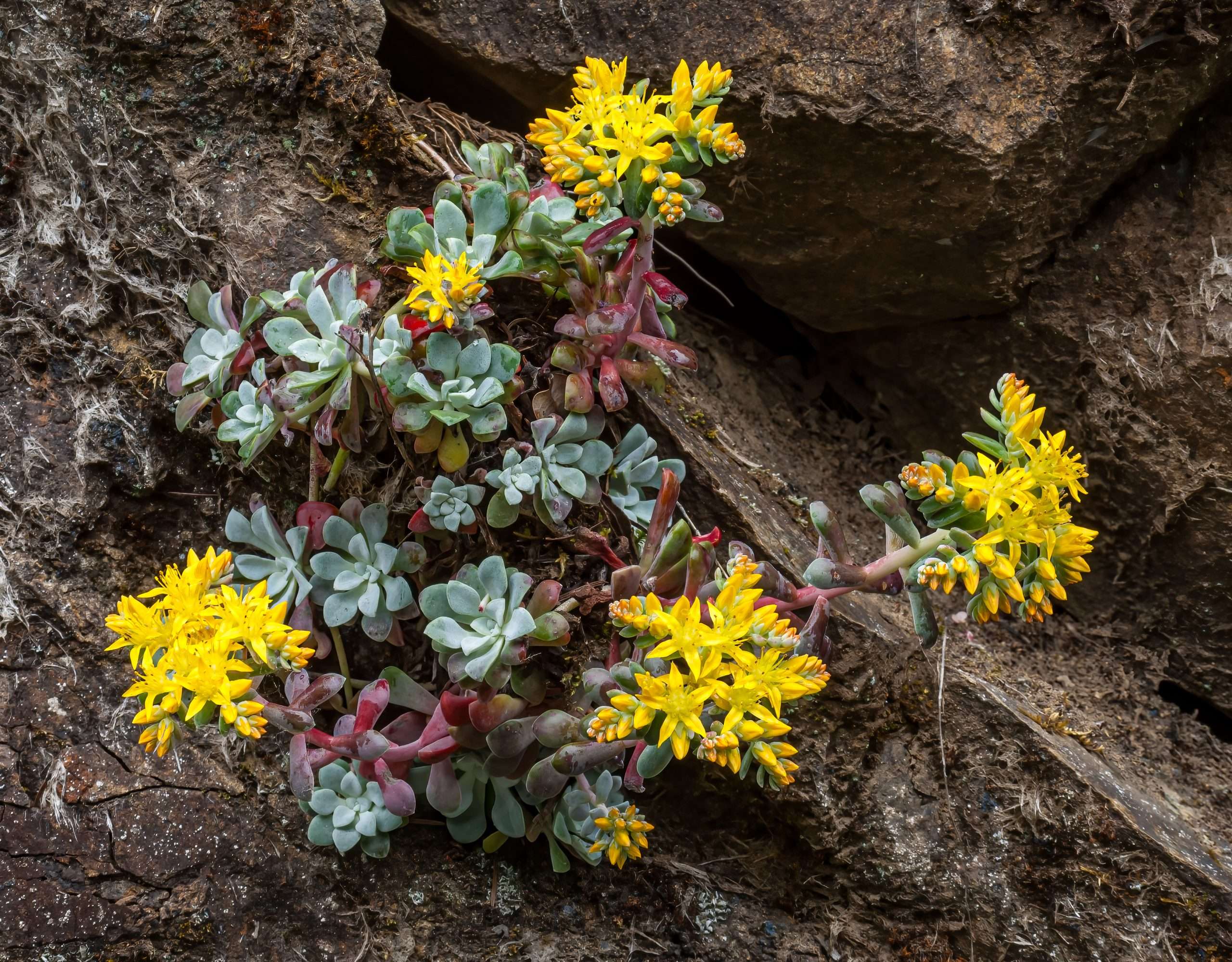 Broad Leaved Stonecrop Sedum Spathulifolium