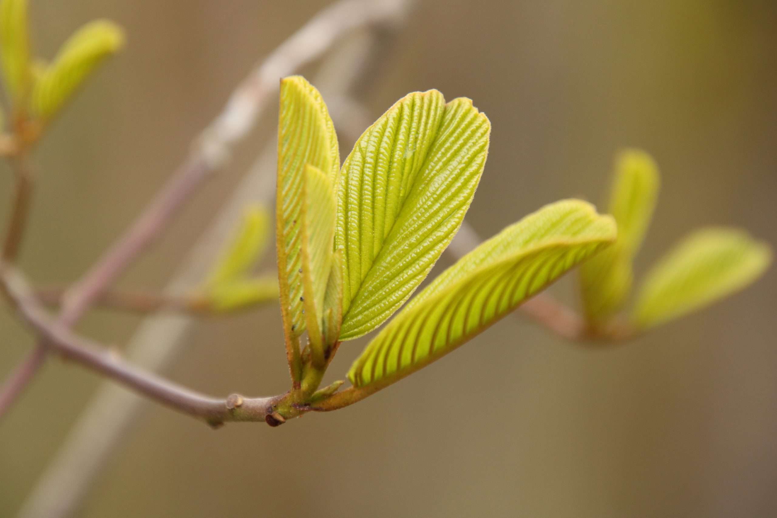 Cascara Frangula Purshiana