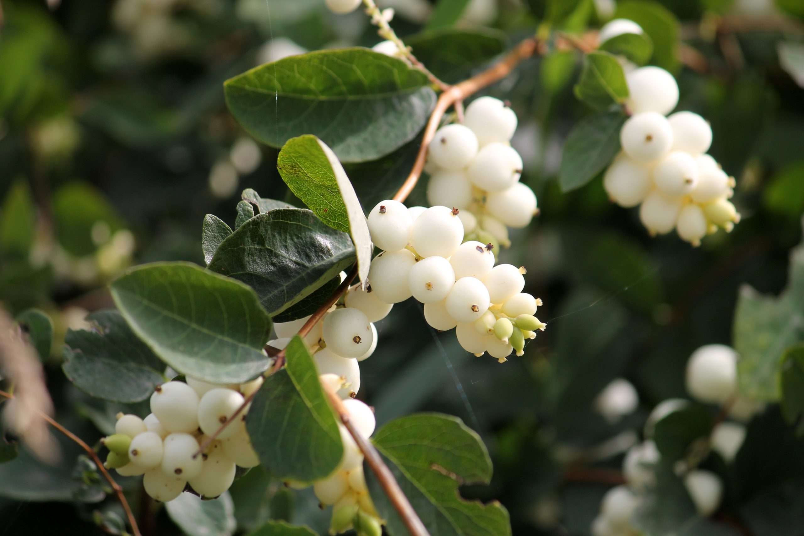Common Snowberry Symphoricarpos Albus