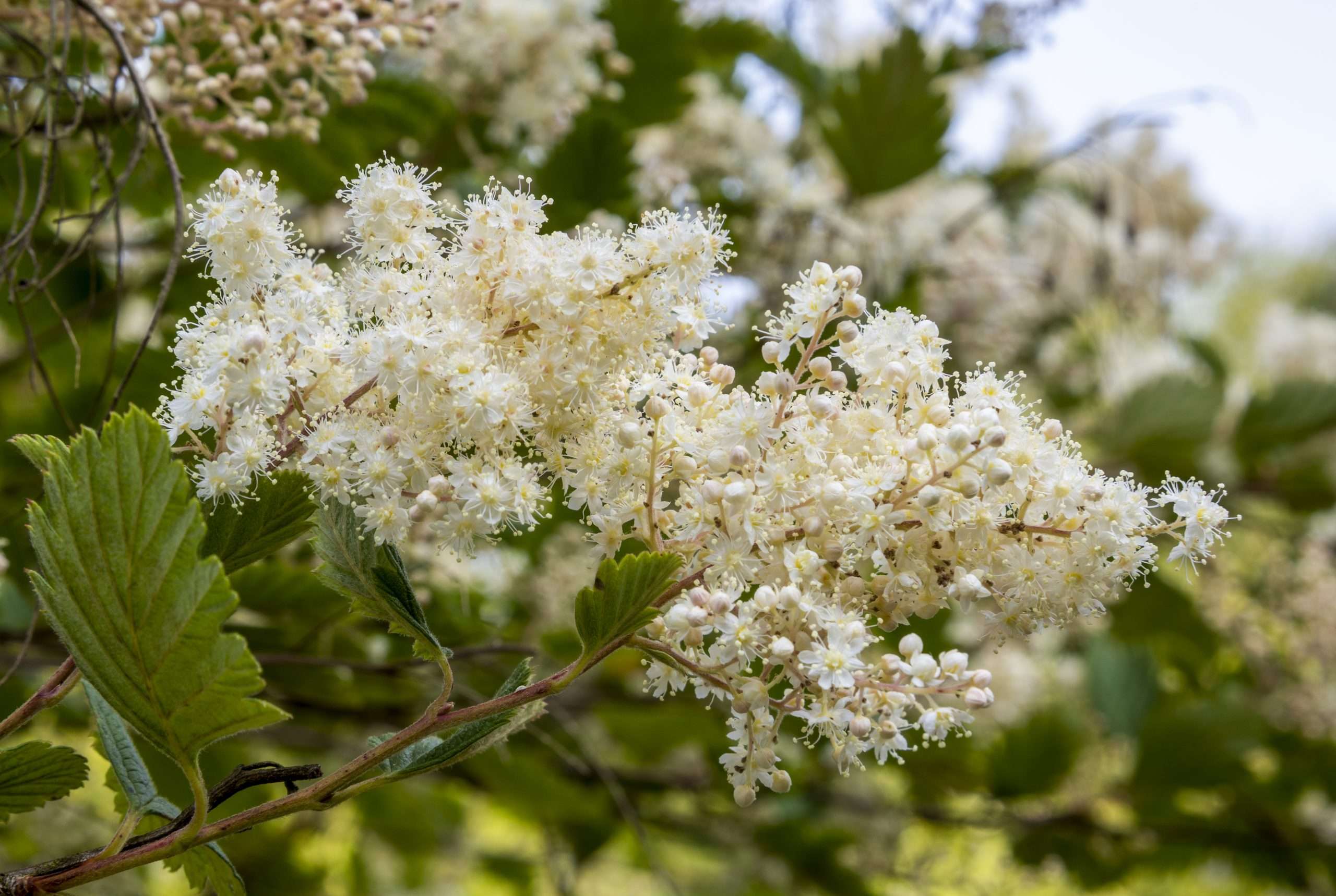 Cream Bush Oceanspray Holodiscus Discolor
