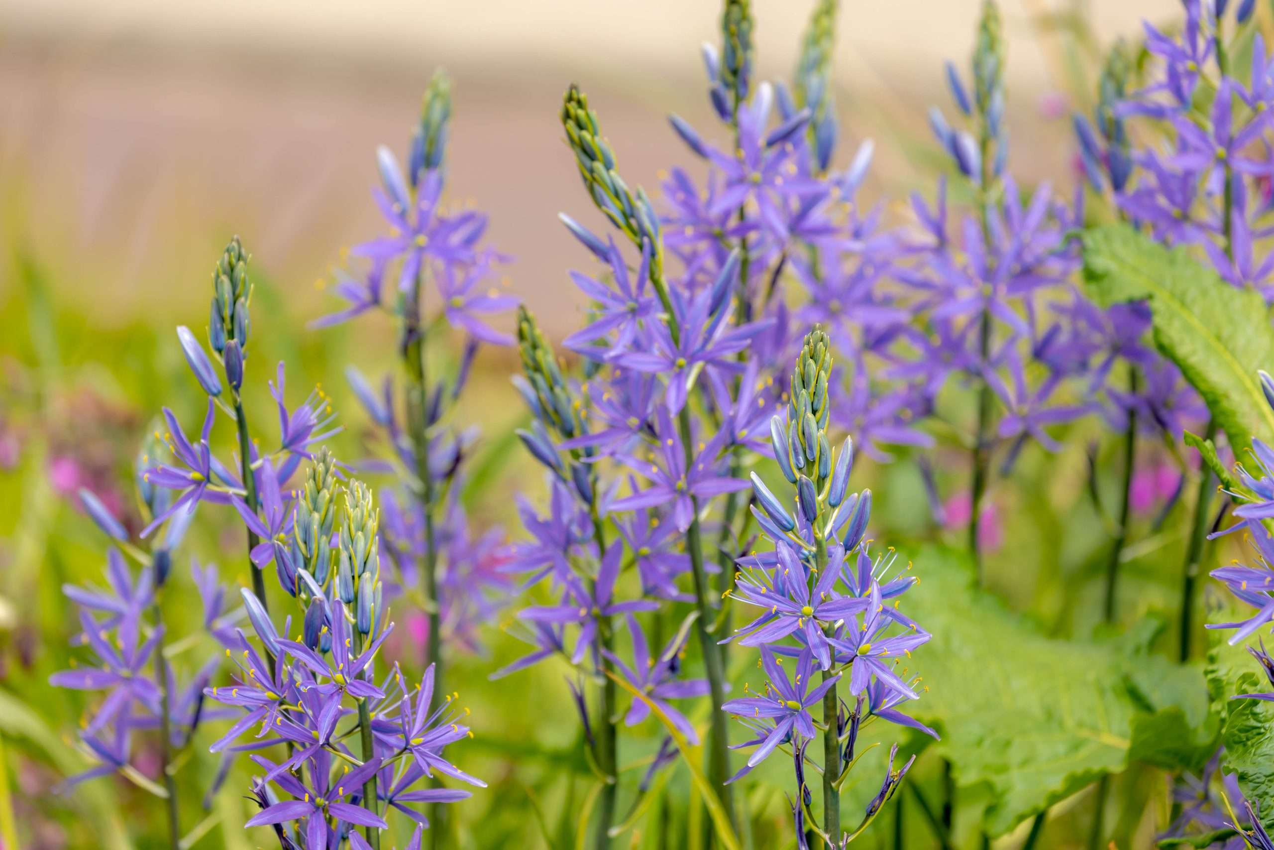 Great Camas Camassia Leichtlinii