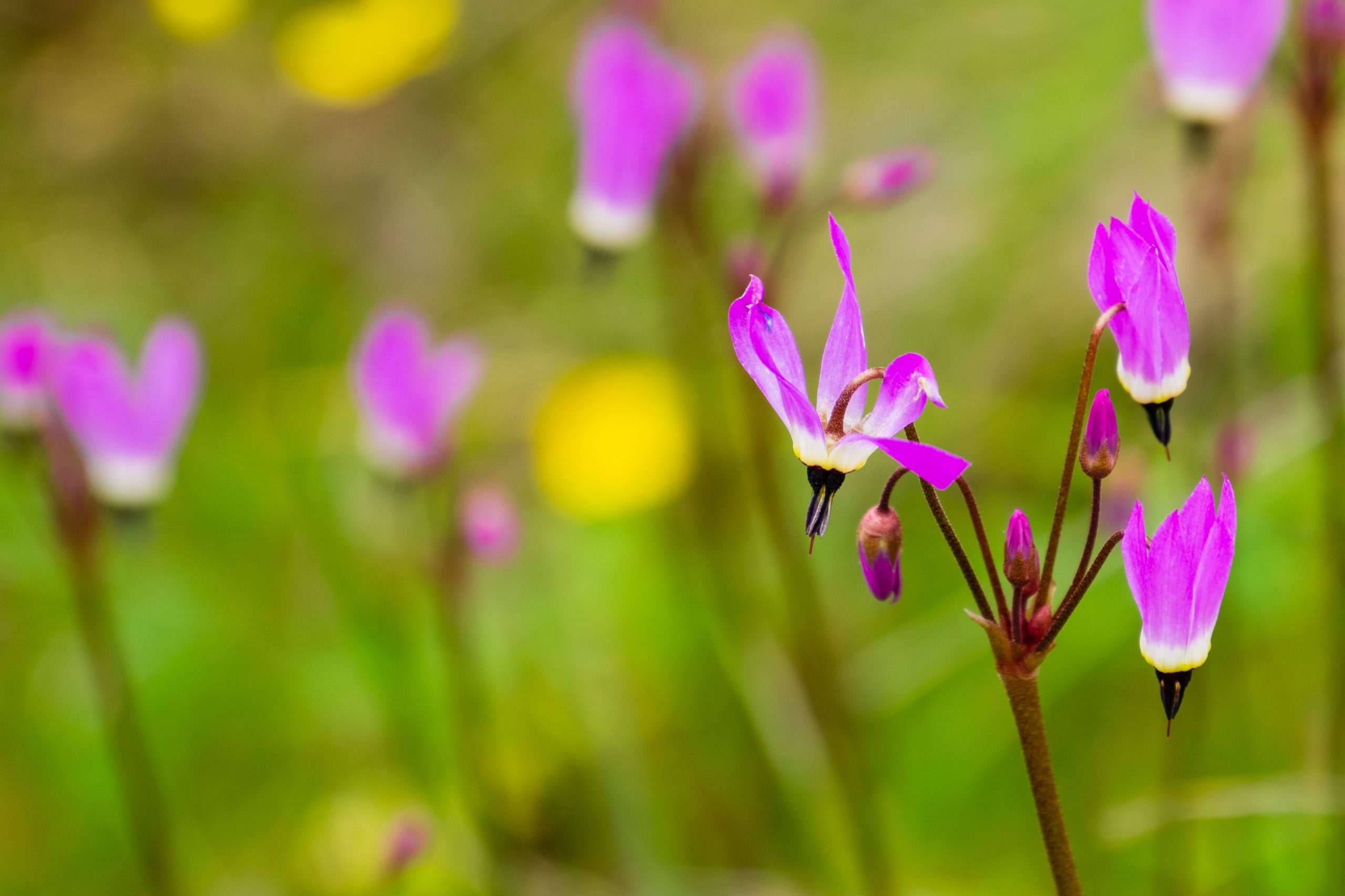 Hendersons Shooting Star Primula Hendersonii