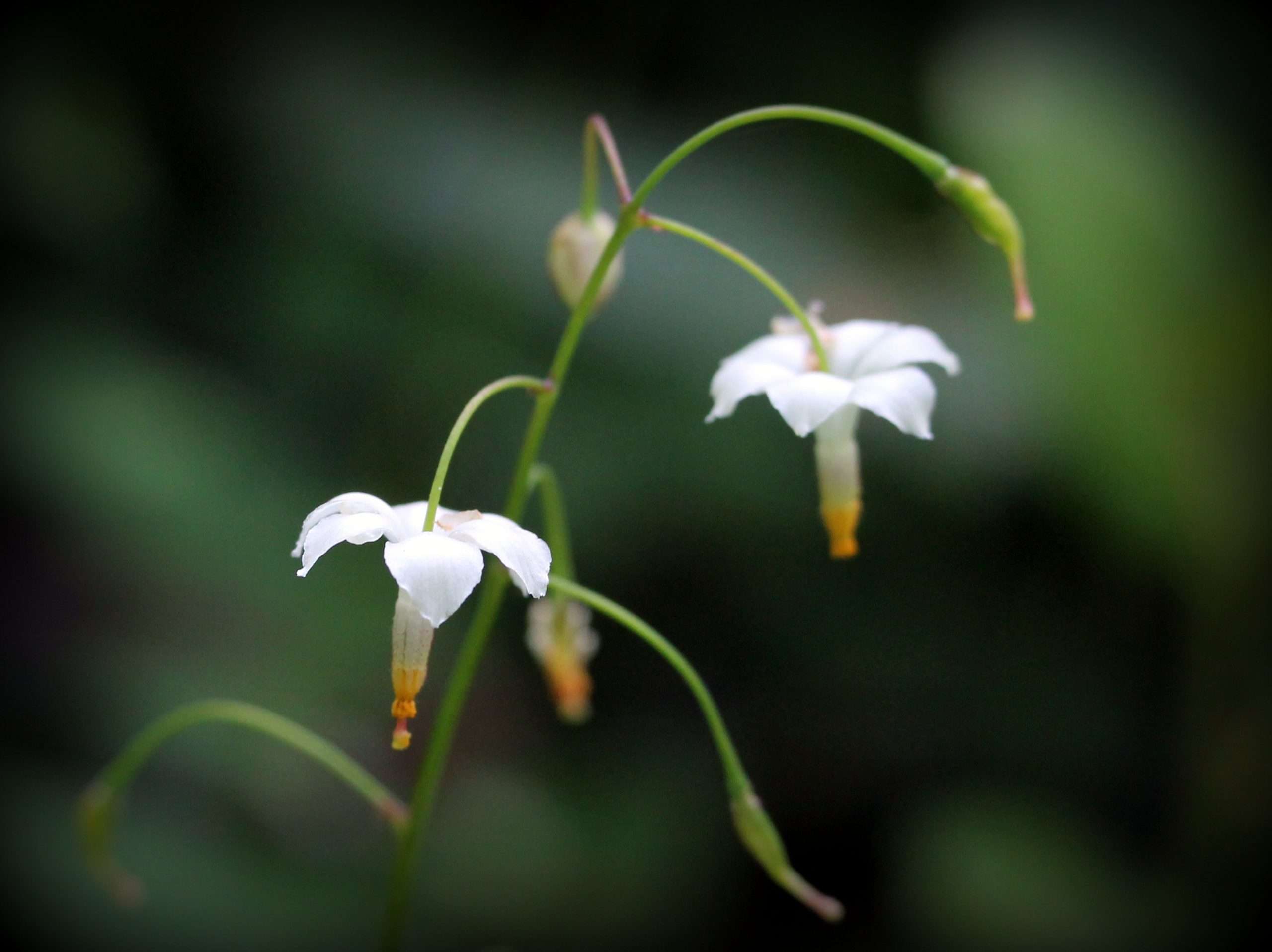 Pacific Northwest forest wildflower - Inside-out Flower (Vancouveria hexandra)