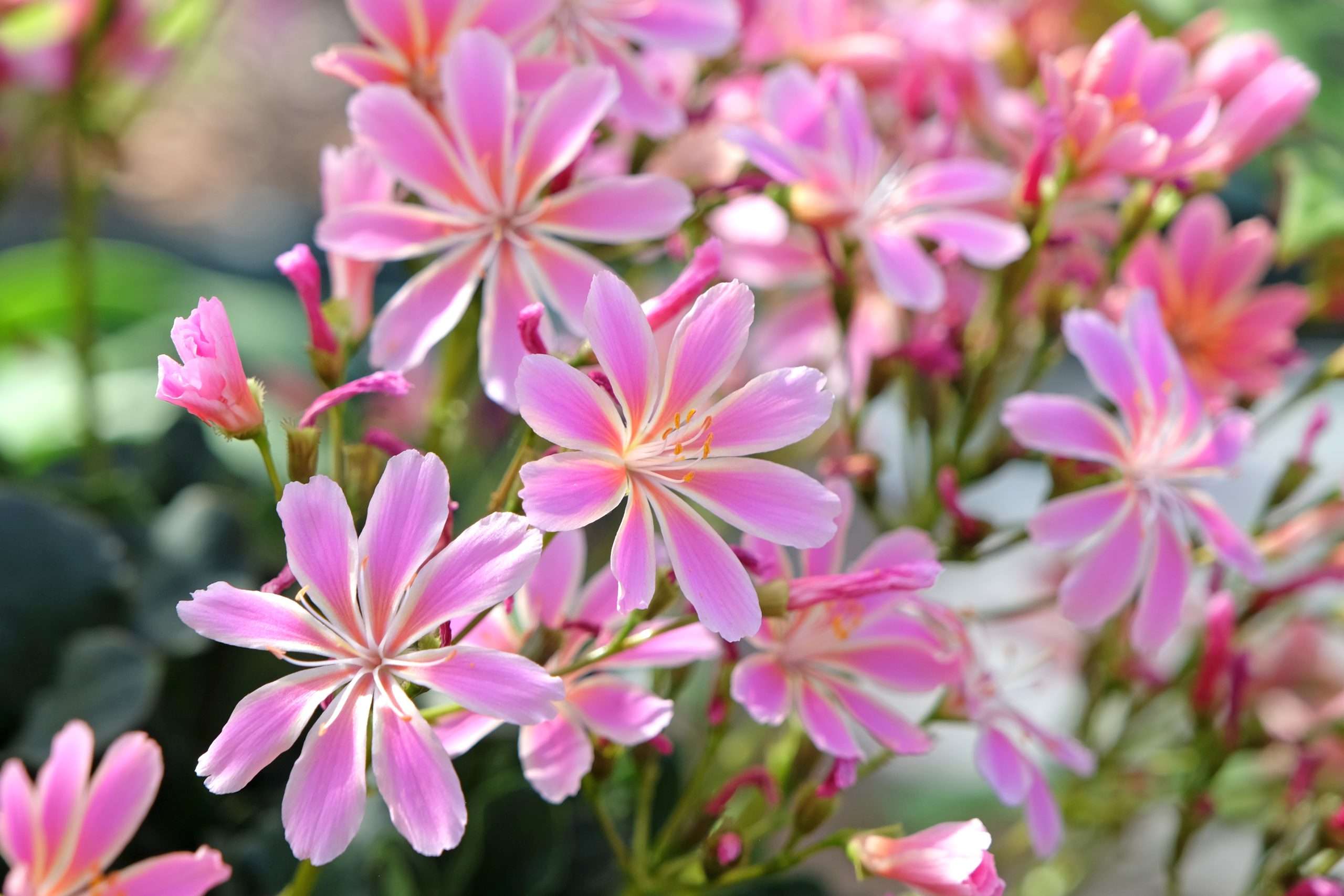 Lewisia Cotyledon
