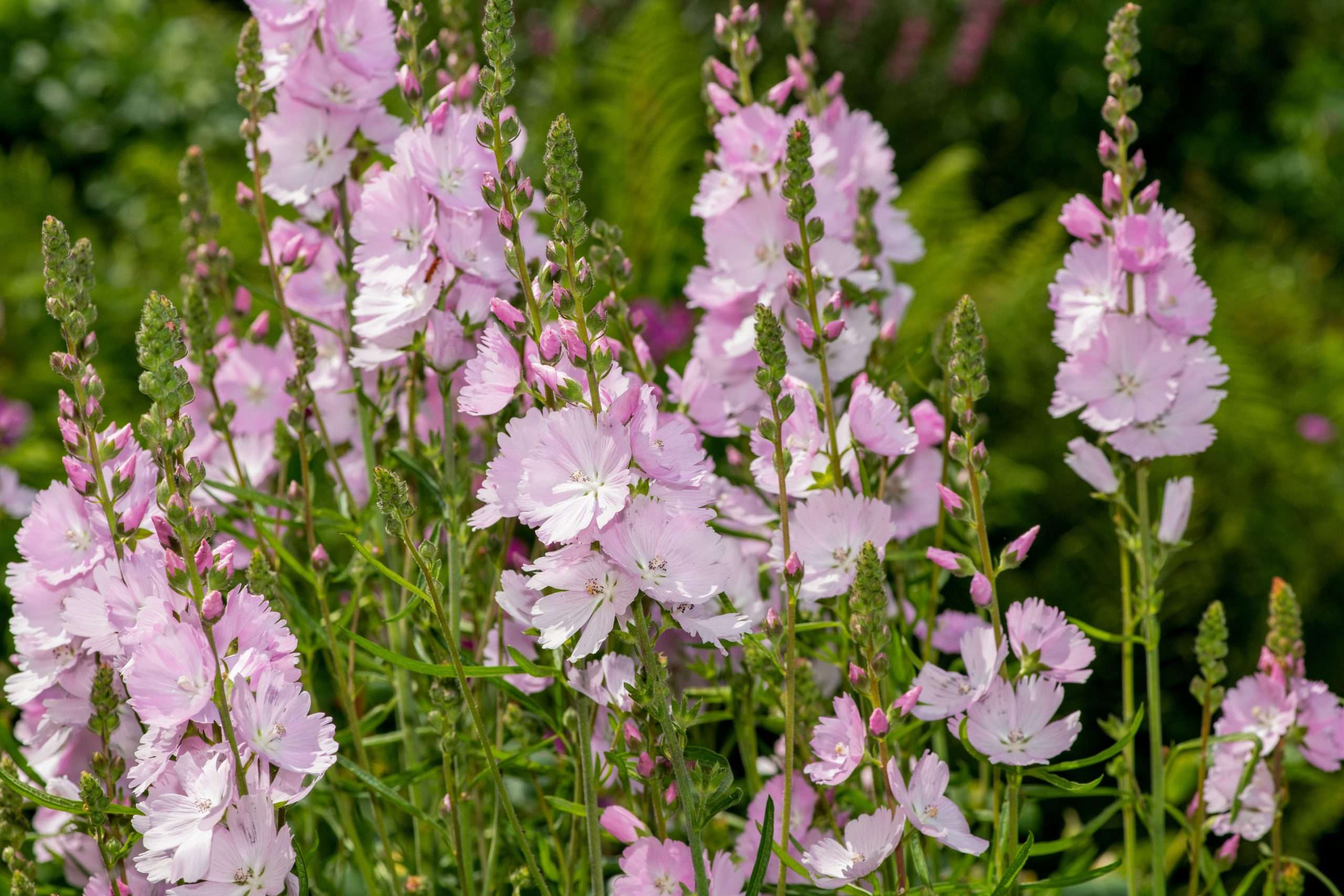 Meadow Checker Mallow Sidalcea Campestris