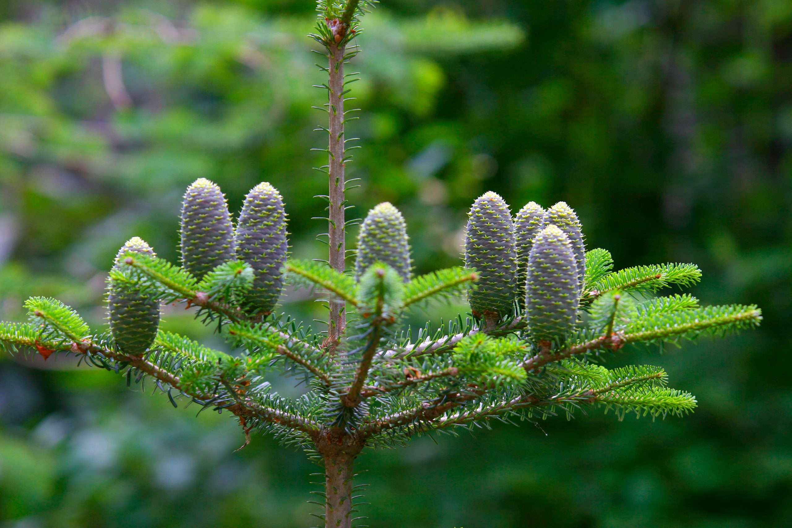 Edeltanne (Abies procera) mit Zapfen