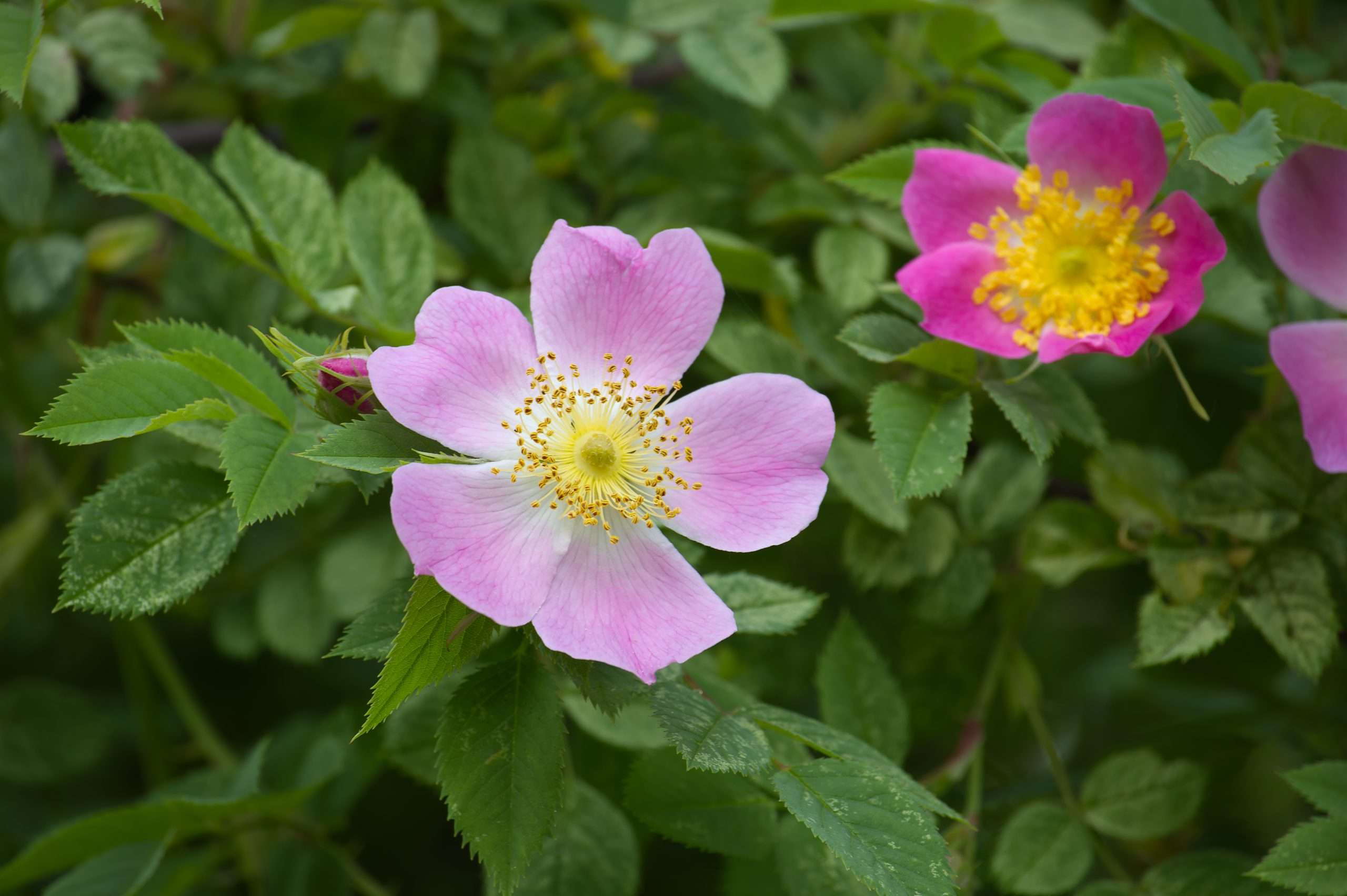 Nootka Rose Rosa Nutkana