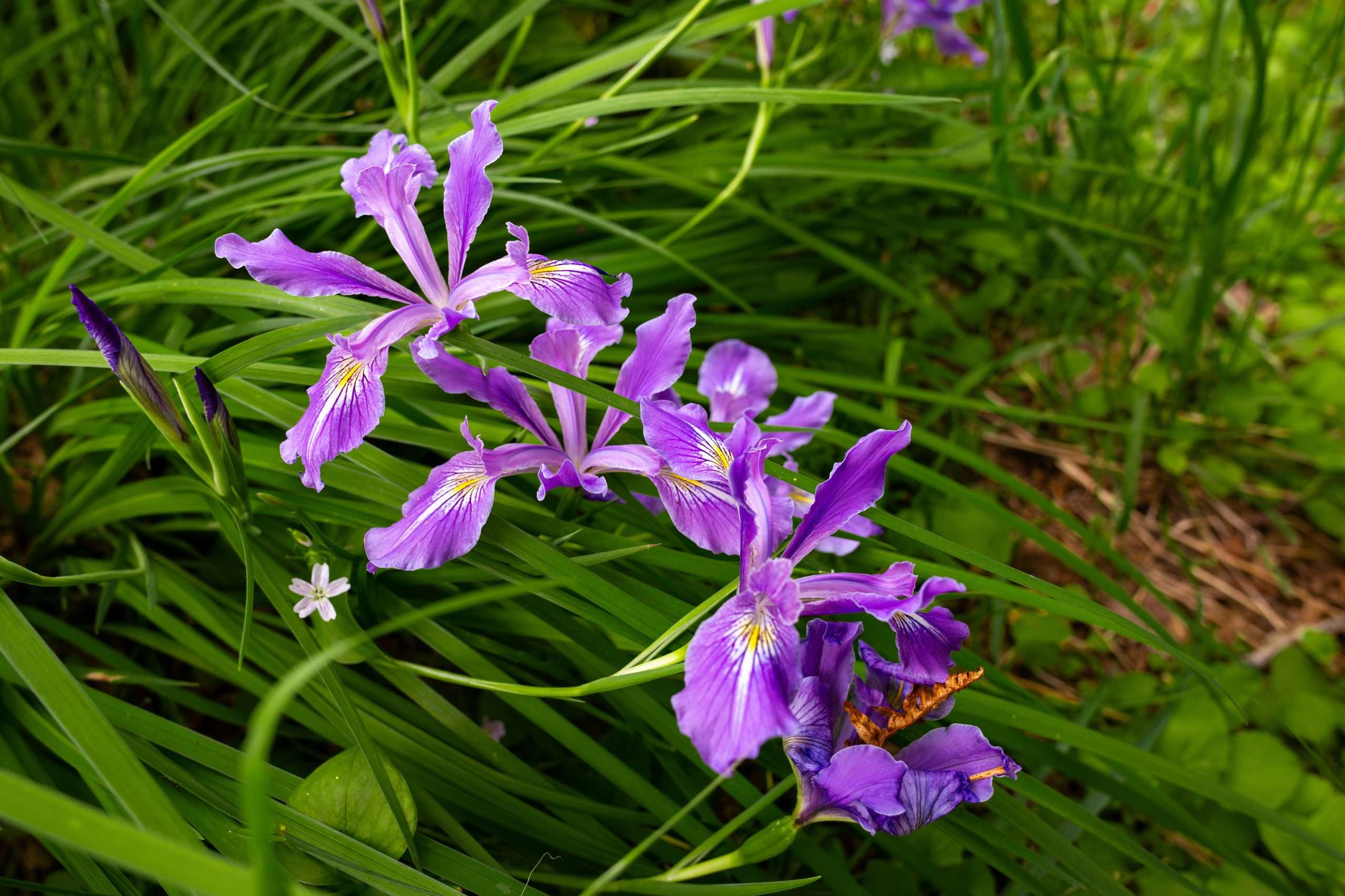 Oregon Iris Iris Tenax