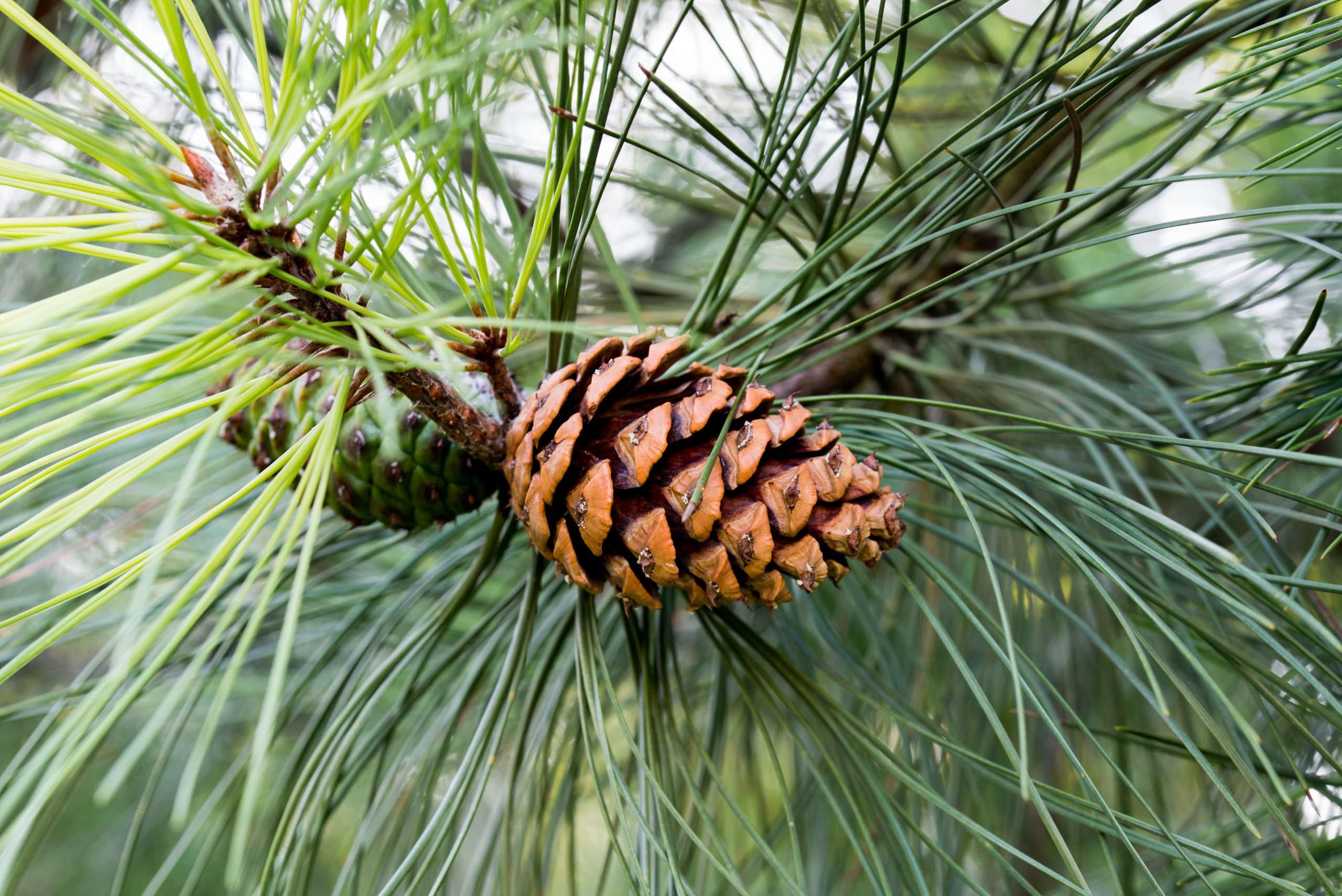 Ponderosa Pine Pinus Ponderosa