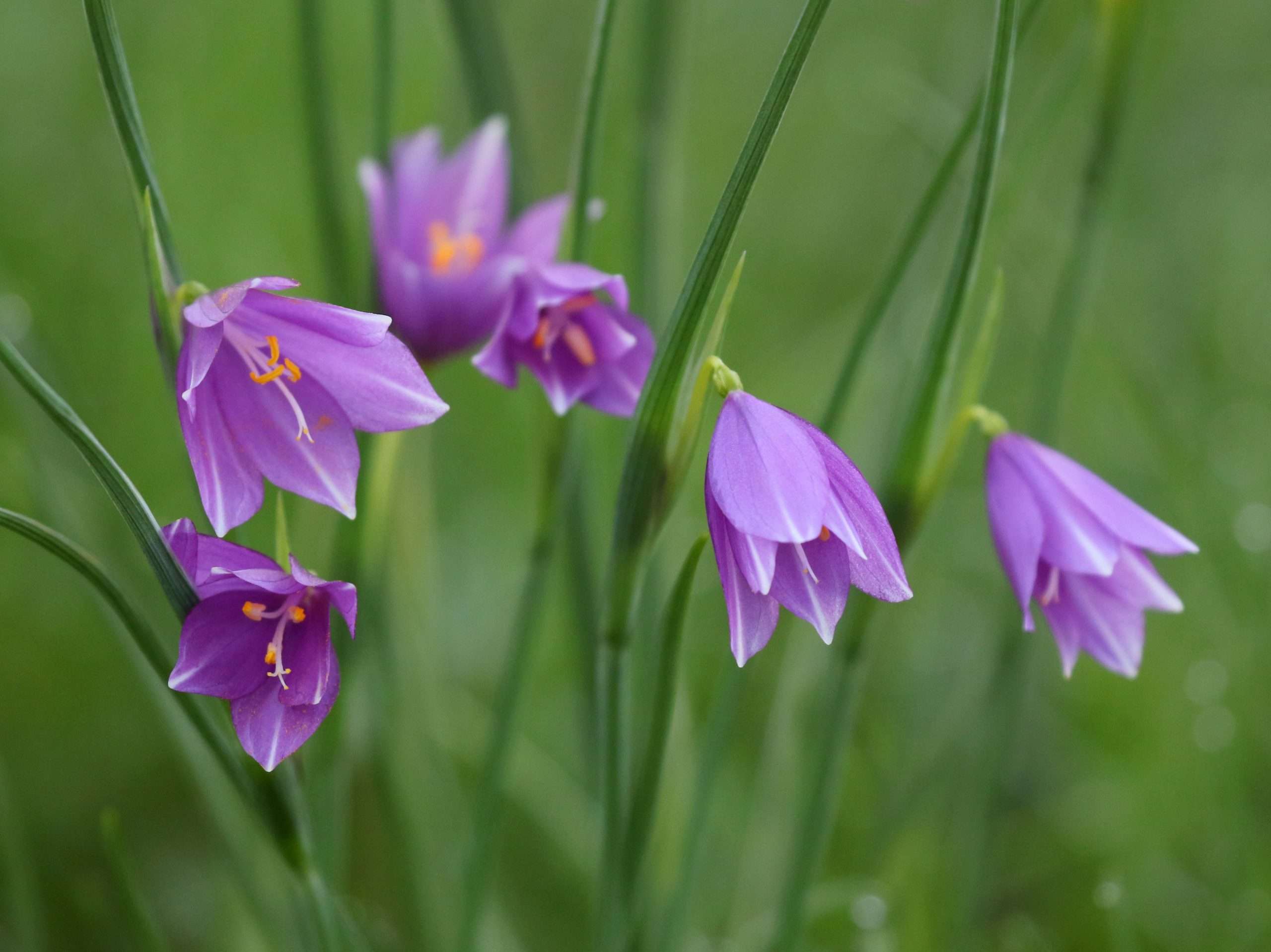 Purple Eyed Grass Widow Grass Sisyrinchium Douglasii