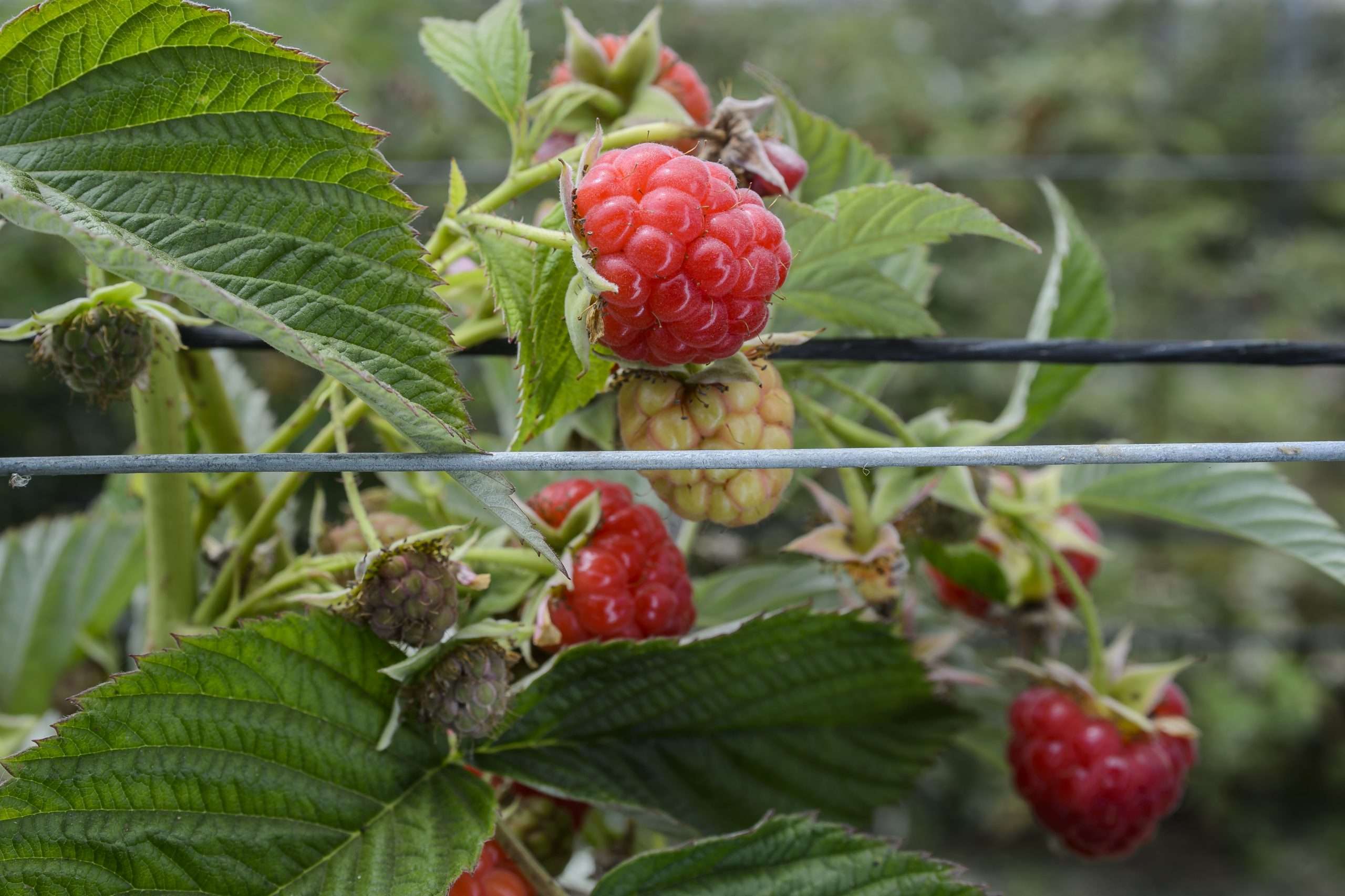 Close-up of ripening and ripe organic raspberries (Rubus idaeus) on the vine.