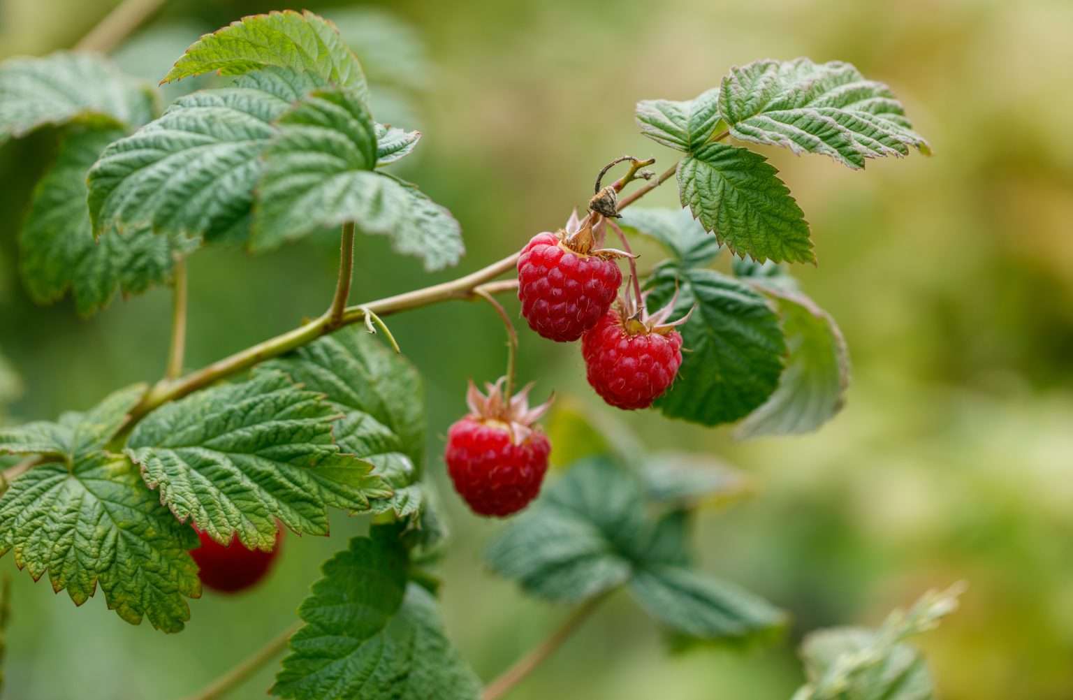 A cluster of red raspberries hanging from a tree. The berries are ripe and ready to be picked