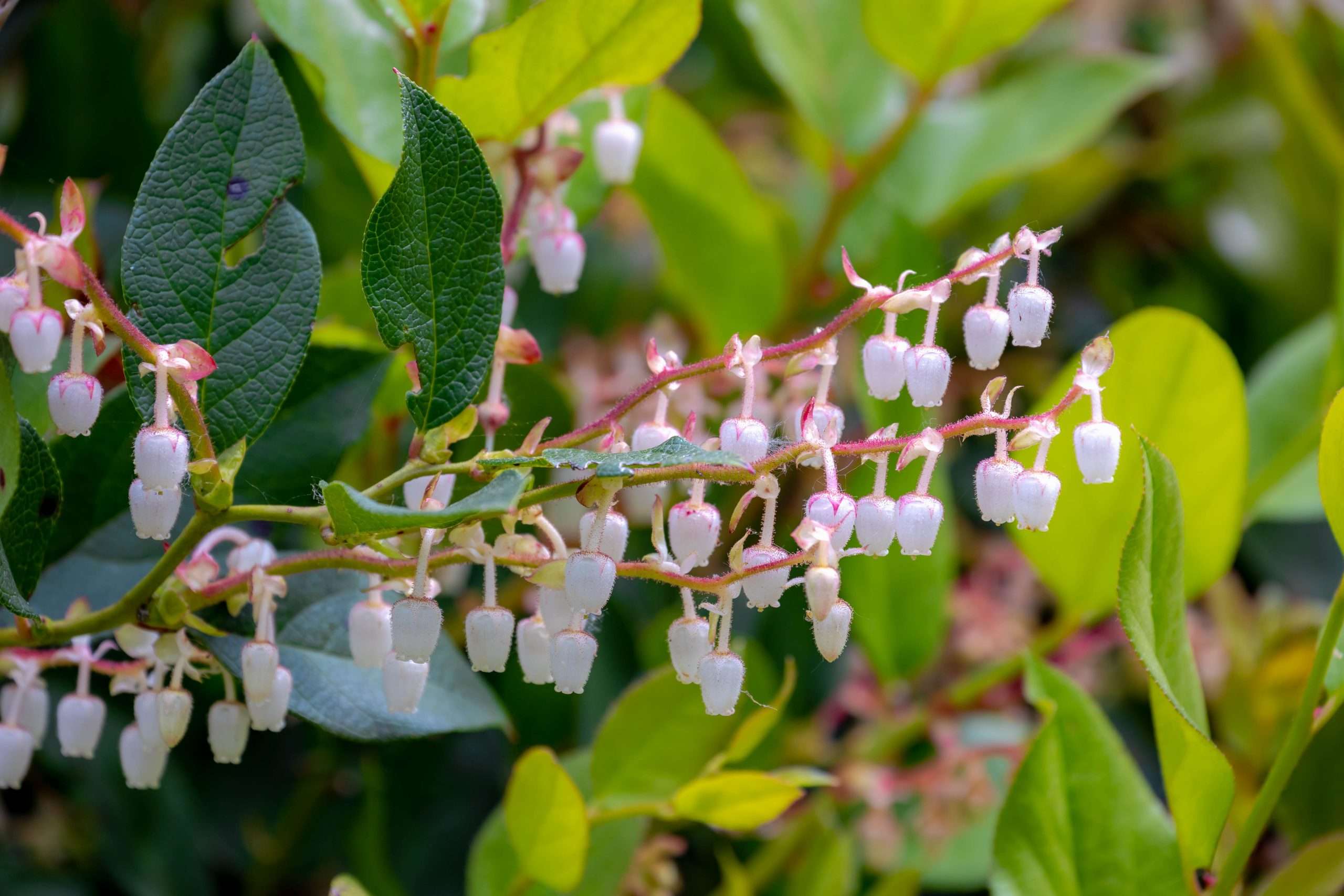 Salal Gaultheria Shallon