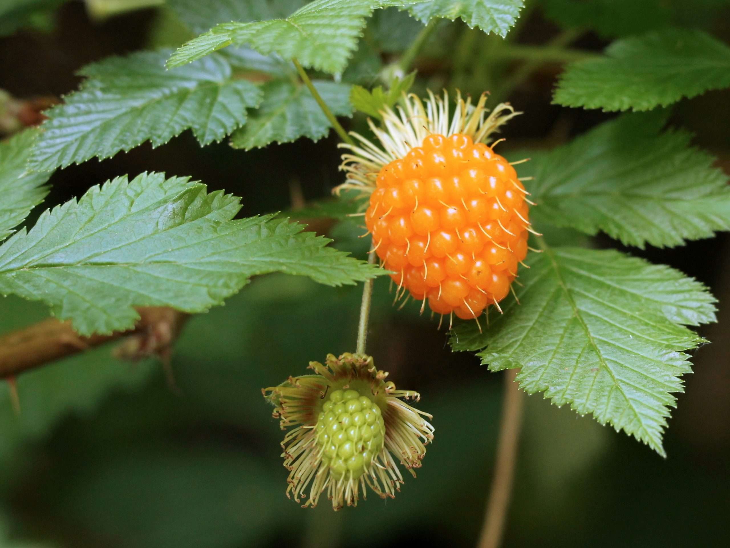 Salmonberry Rubus Spectabilis