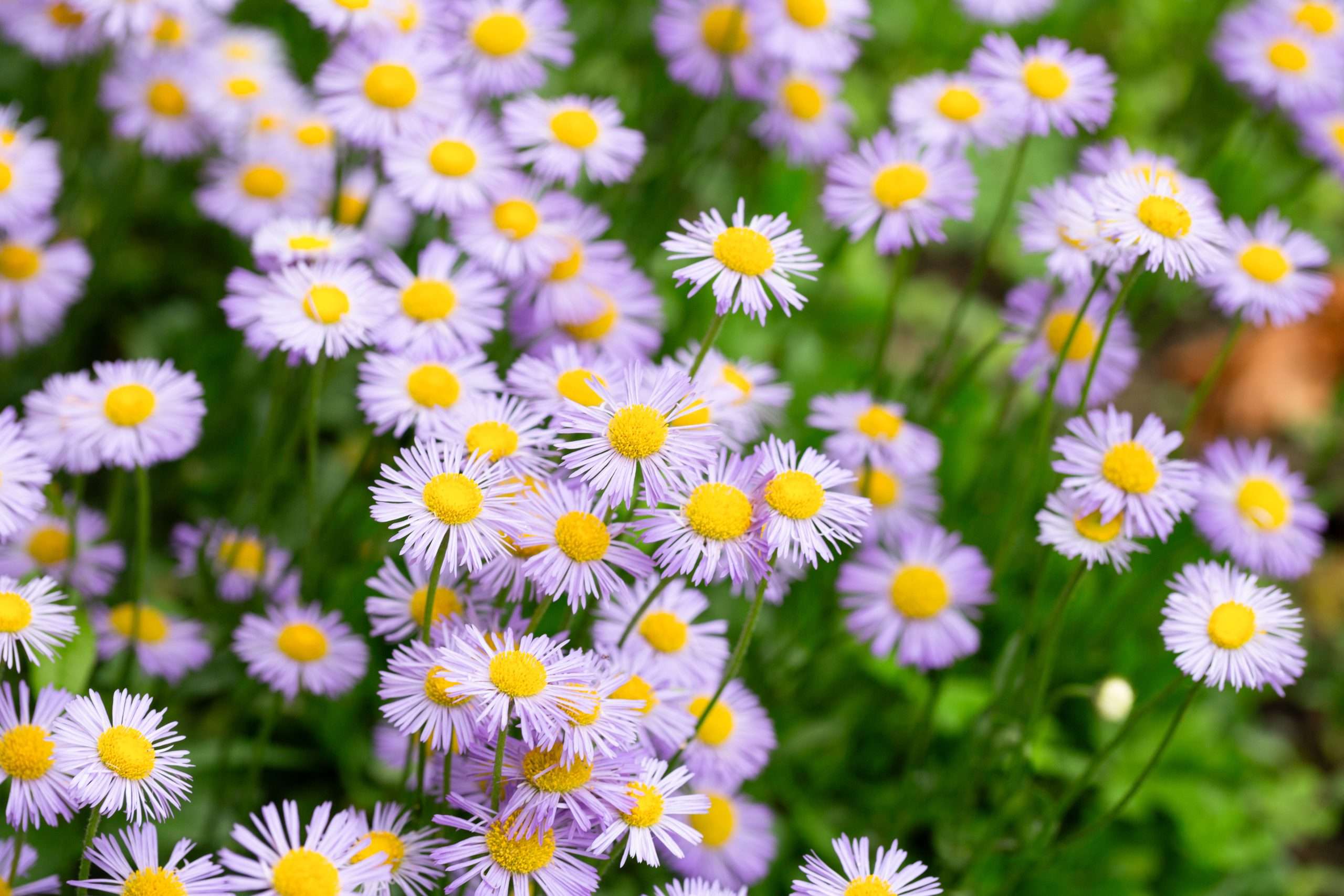 Showy Fleabane Erigeron Speciosus