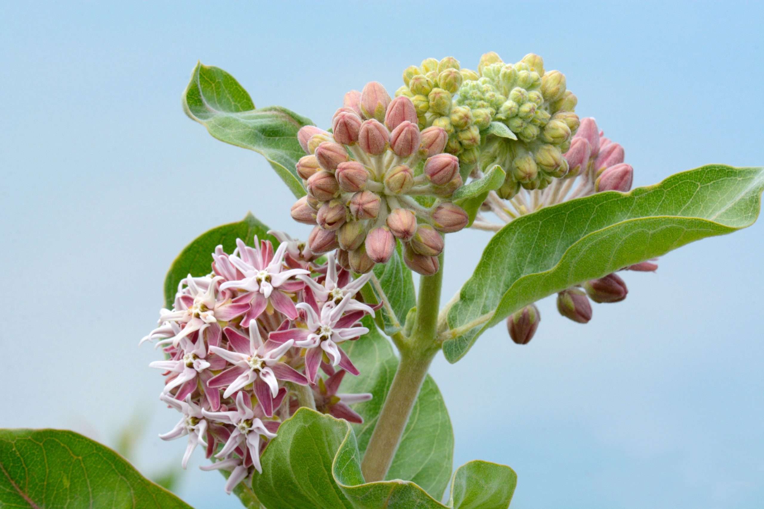 Milkweed Asclepias Speciosa
