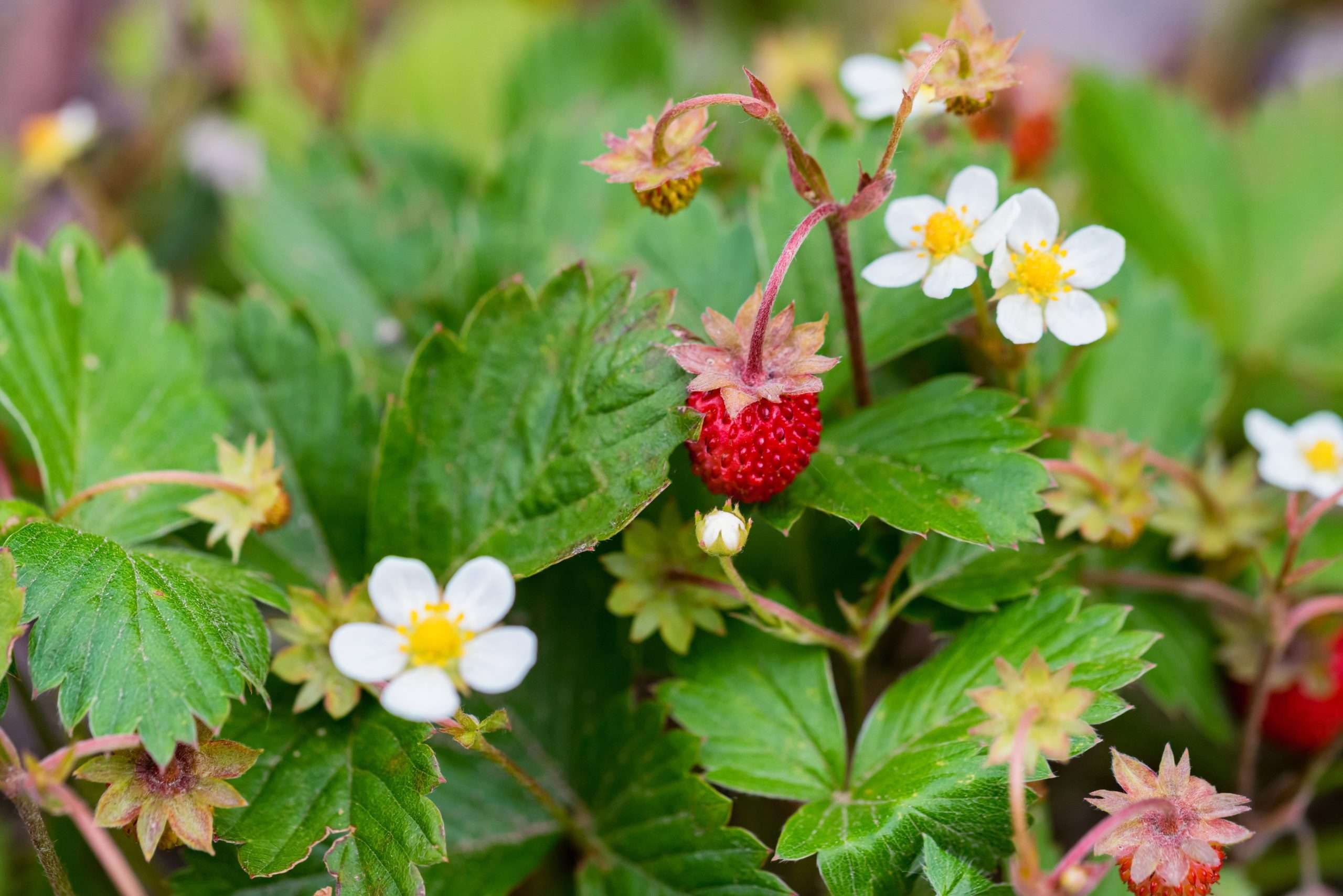 Strawberry Fragaria Vesca