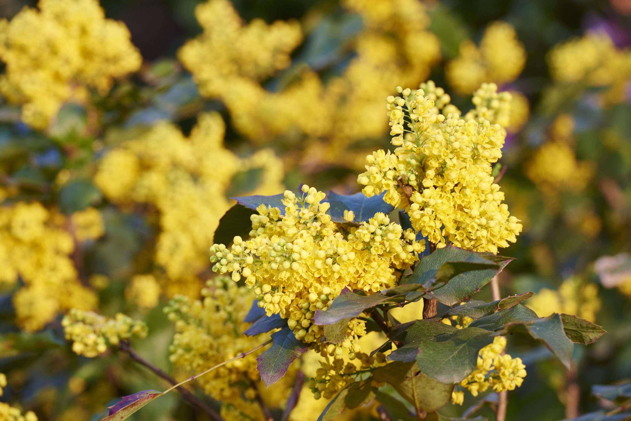 Tall Oregon Grape Berberis Aquifolium Mahonia Aquifolium