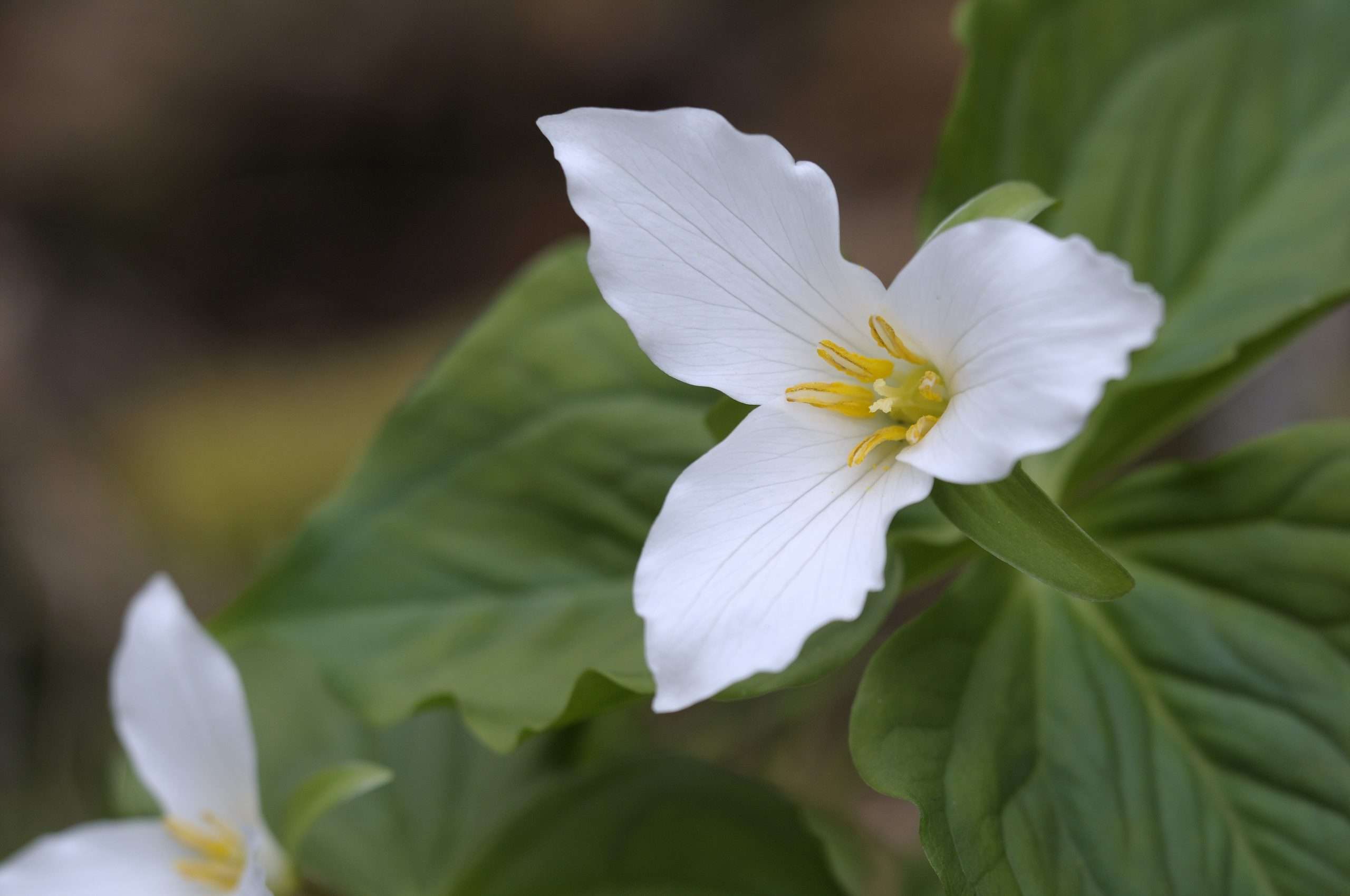 Trillium Ovatum