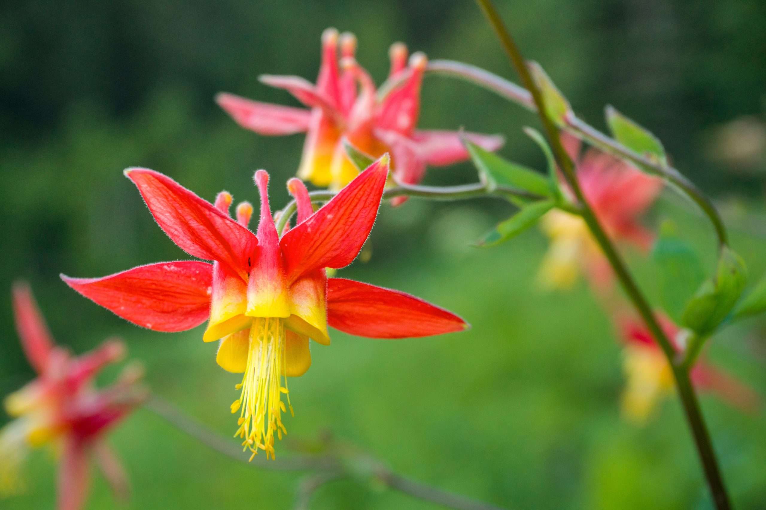 Columbine Aquilegia Formosa