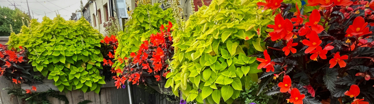 Container Garden