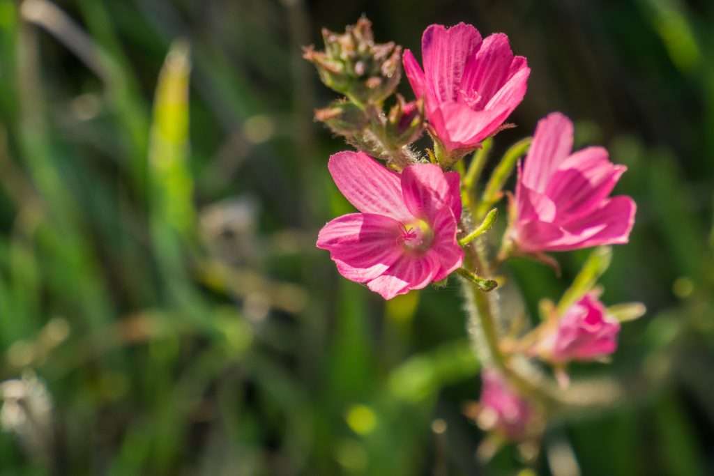 Dwarf Checkermallow Sidalcea Malviflora