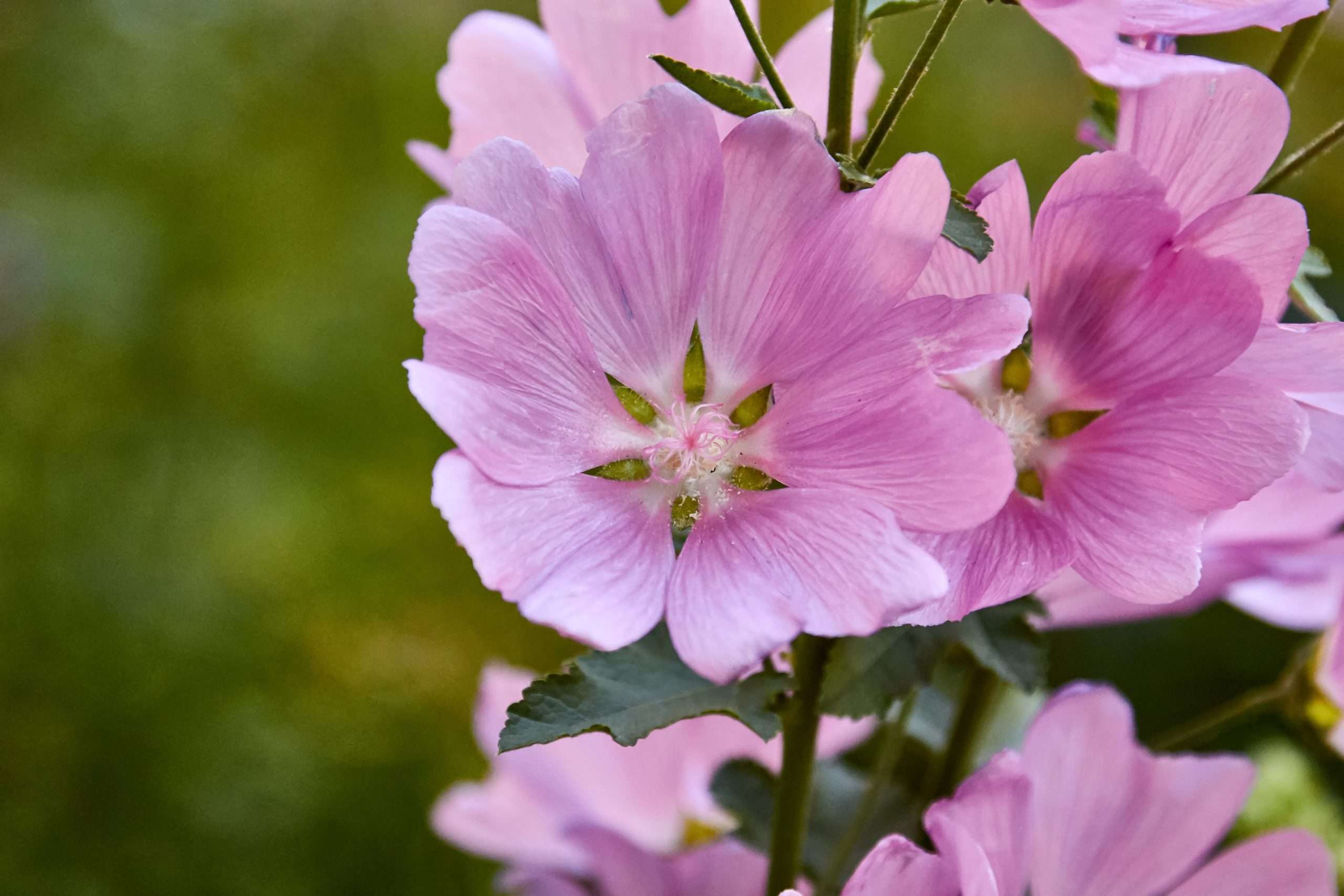 Dwarf Checkermallow Sidalcea Malviflora