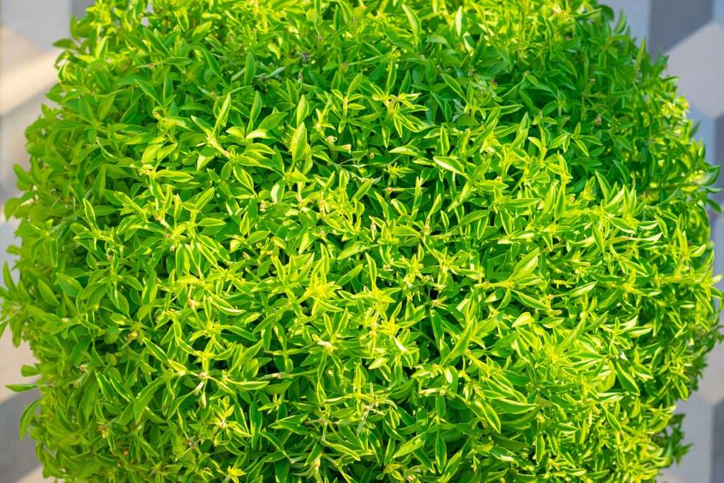 Ocimum basilicum 'Fino Verde', small leaves basil in a flower pot