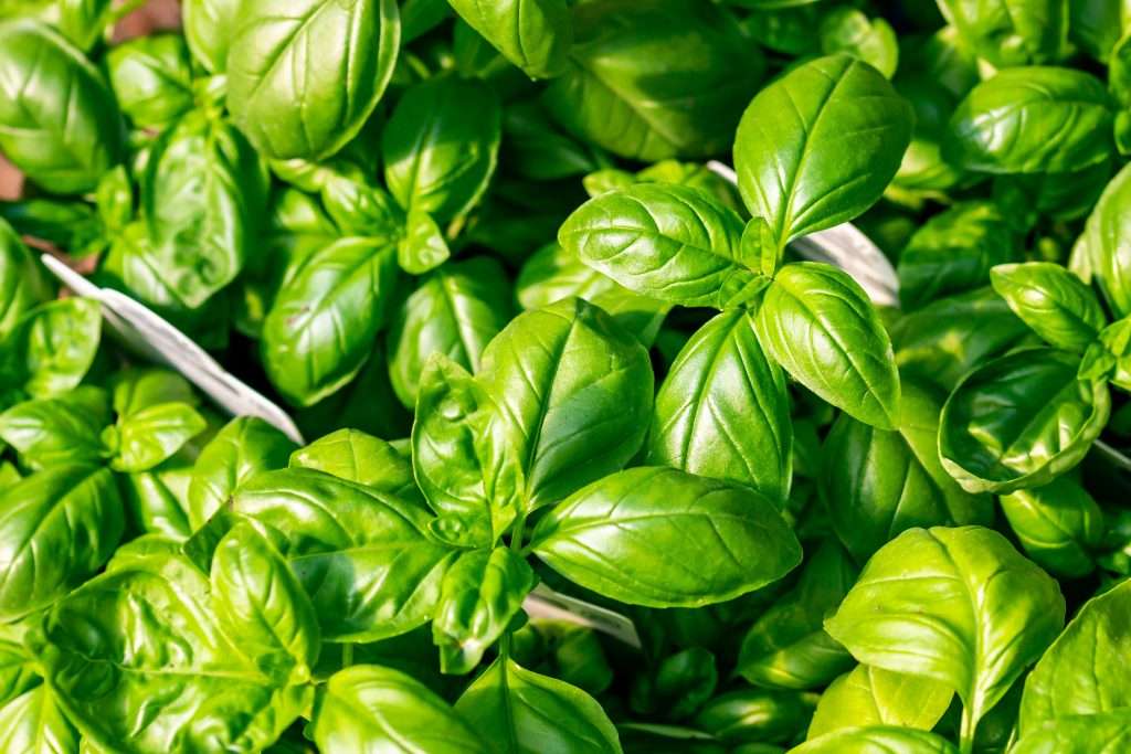 Genovese Basil