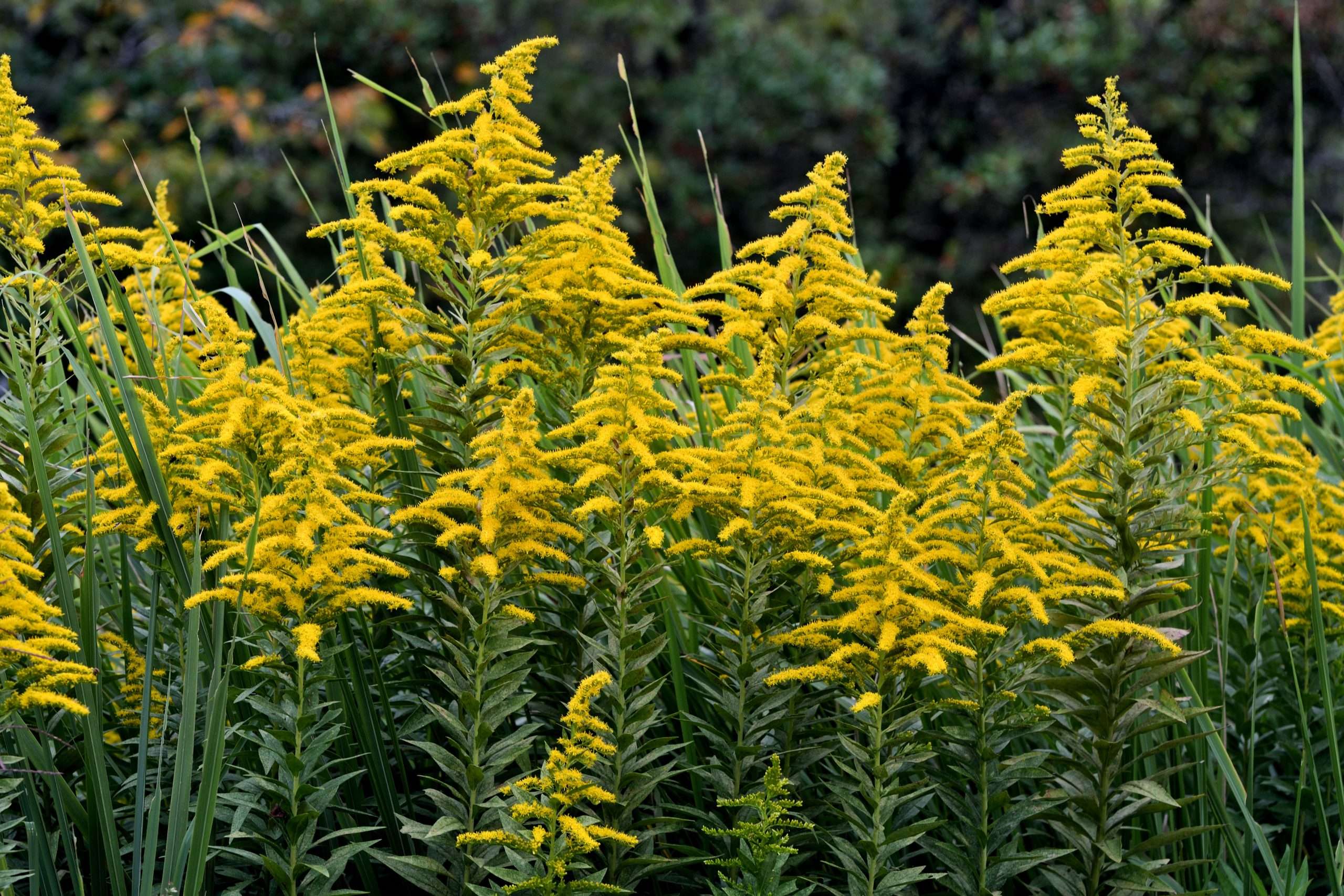 Goldenrod Solidago Canadensis