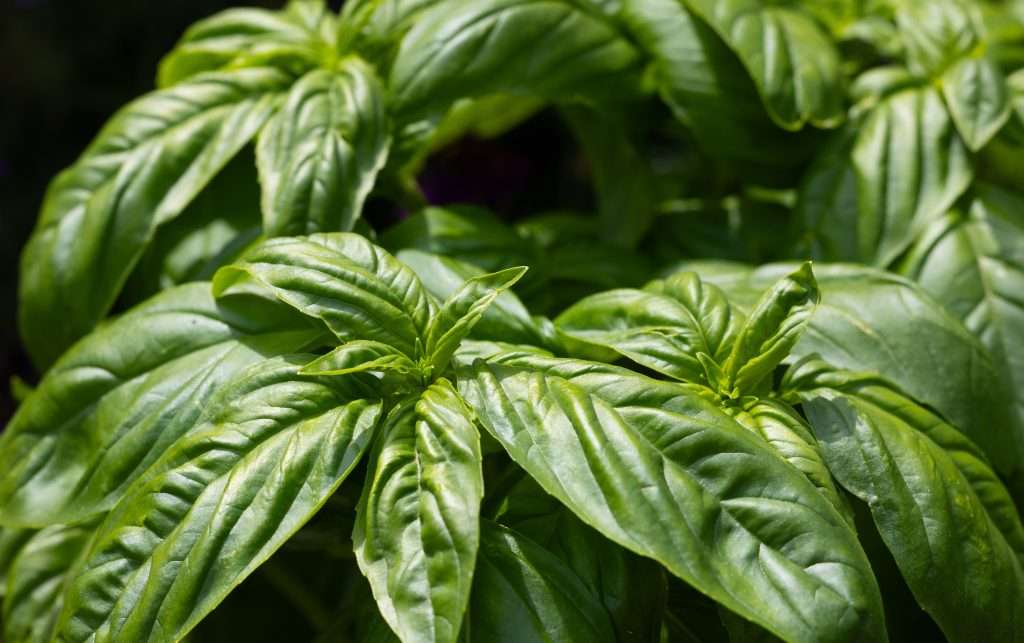 Basil the Queen of herb, brilliant forest green in color. . Basil leaves are large, somewhat delicate, and have a smooth texture marked with veins and has a fragrant, sweet smell, and peppery taste.
