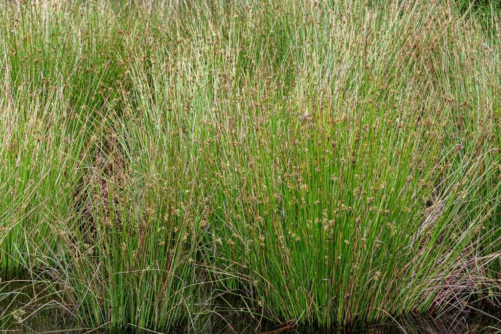 Juncus patens. Plantas en humedal de Junco. Embalse de Valparaíso, Zamora.