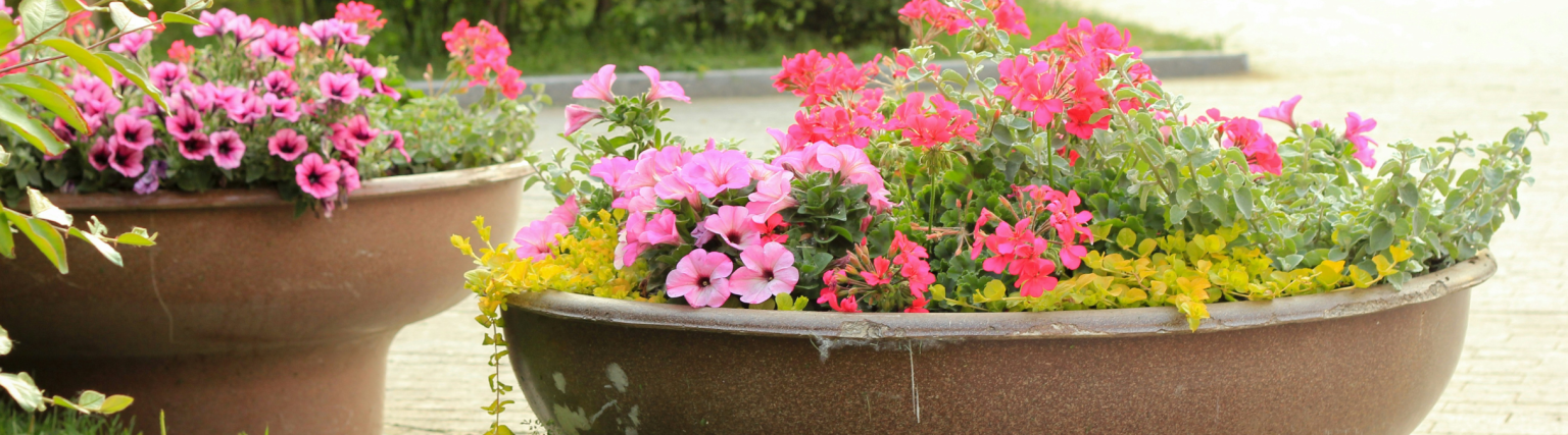June Container Designs