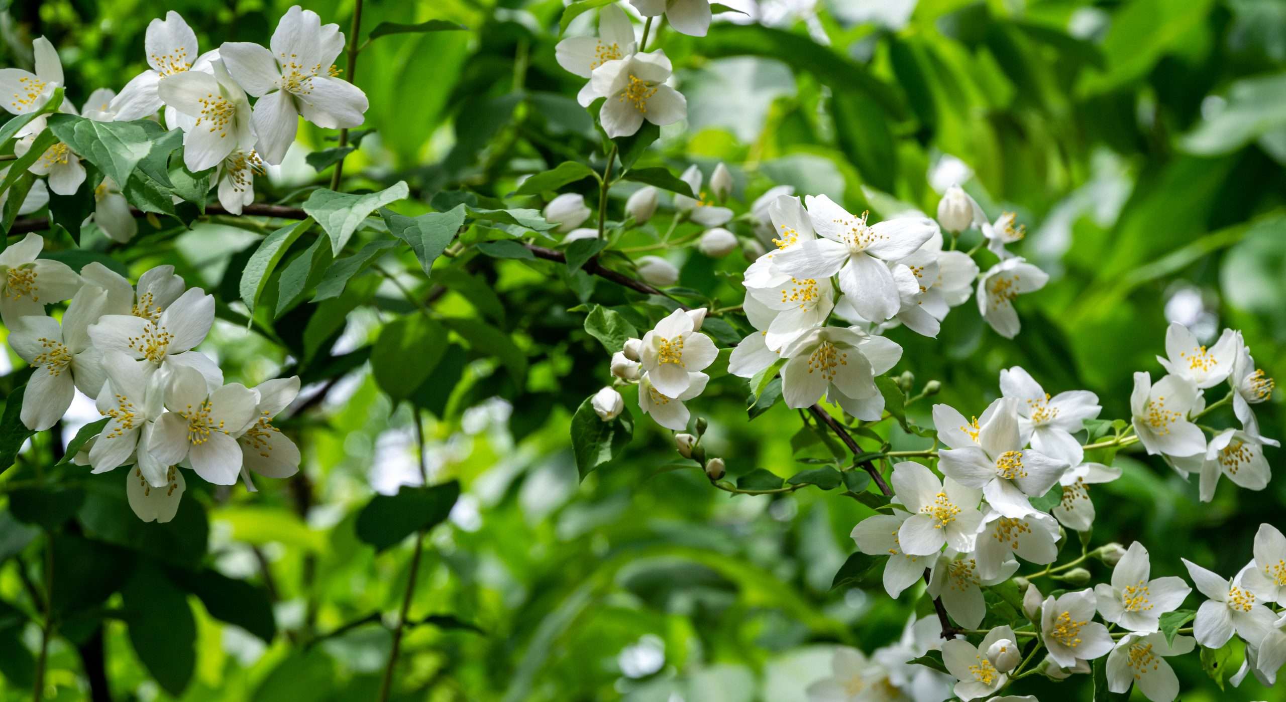 Mock Orange Philadelphus Lewisii