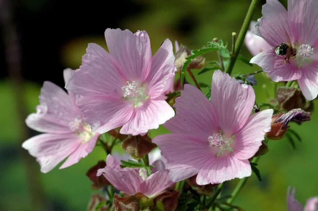Oregon Checkermallow Sidalcea Oregana