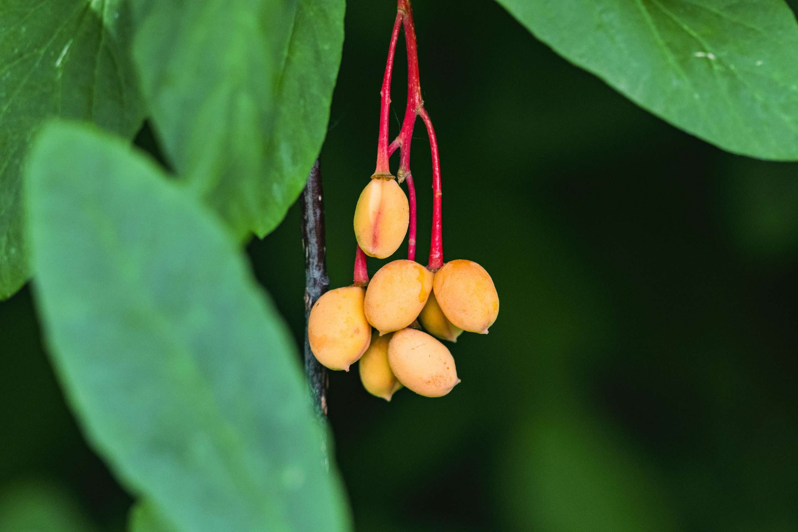 Osoberry Osmaronia