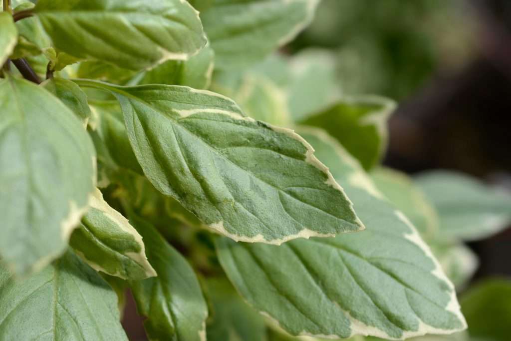Basil Pesto Perpetuo variegated leaves - Latin name - Ocimum x citriodorum Pesto Perpetuo